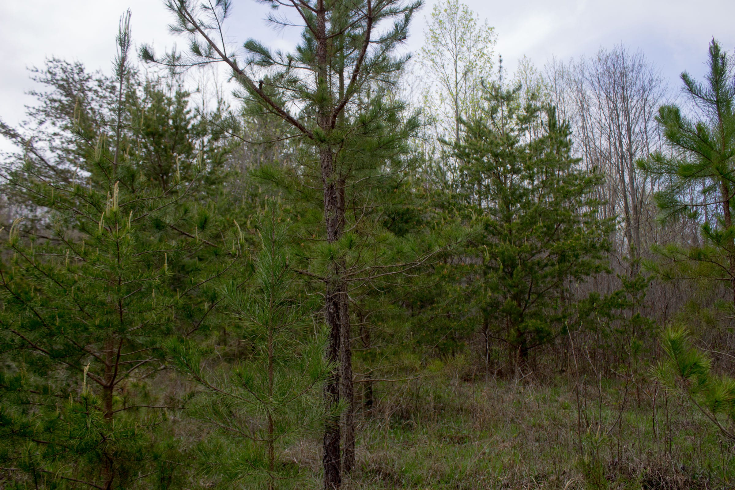 Hidden Hills Tract 43 photo 10