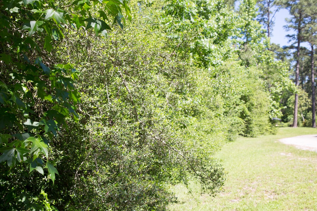 Rayburn Country Tract 19 photo 3
