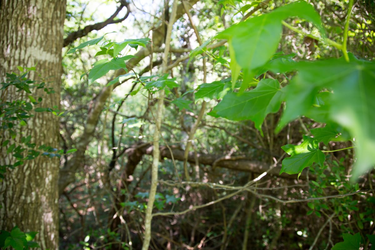 Rayburn Country Tract 19 photo 4