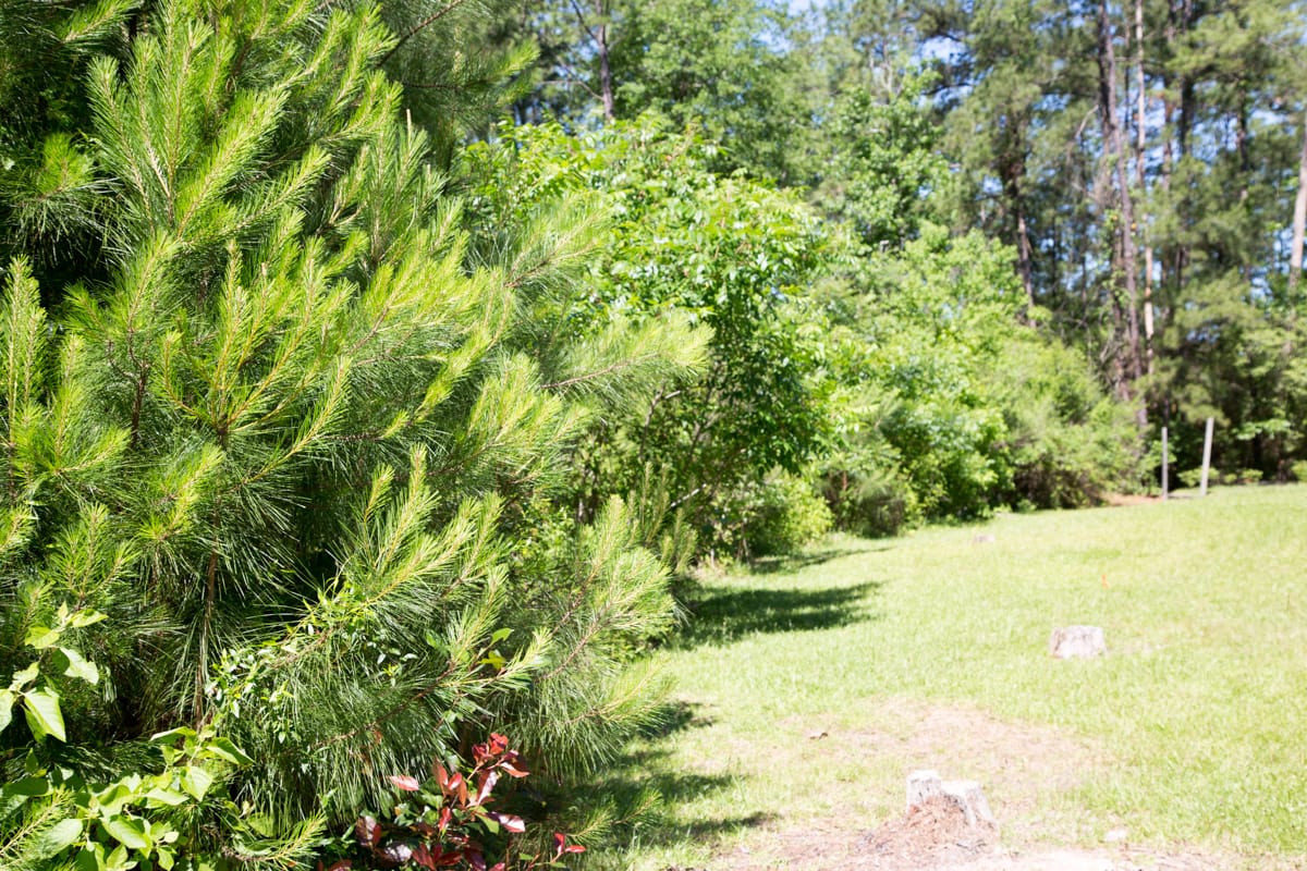 Rayburn Country Tract 19 photo 6
