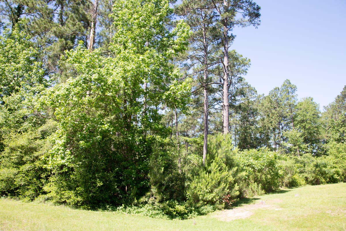 Rayburn Country Tract 19 photo 7