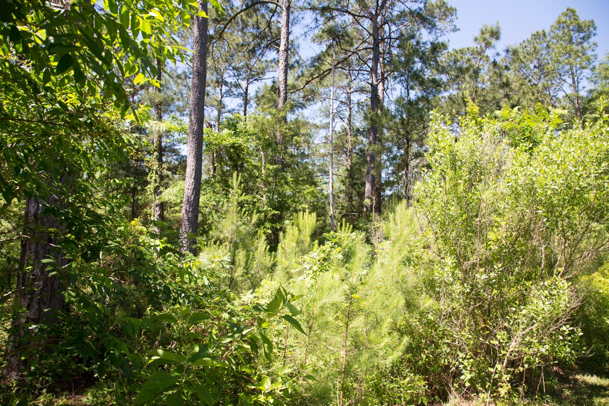 Rayburn Country Tract 19 photo 9