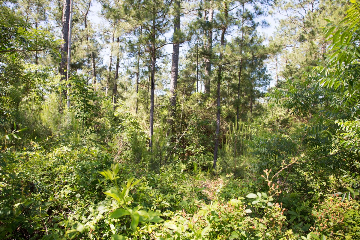 Rayburn Country Tract 19 photo 10