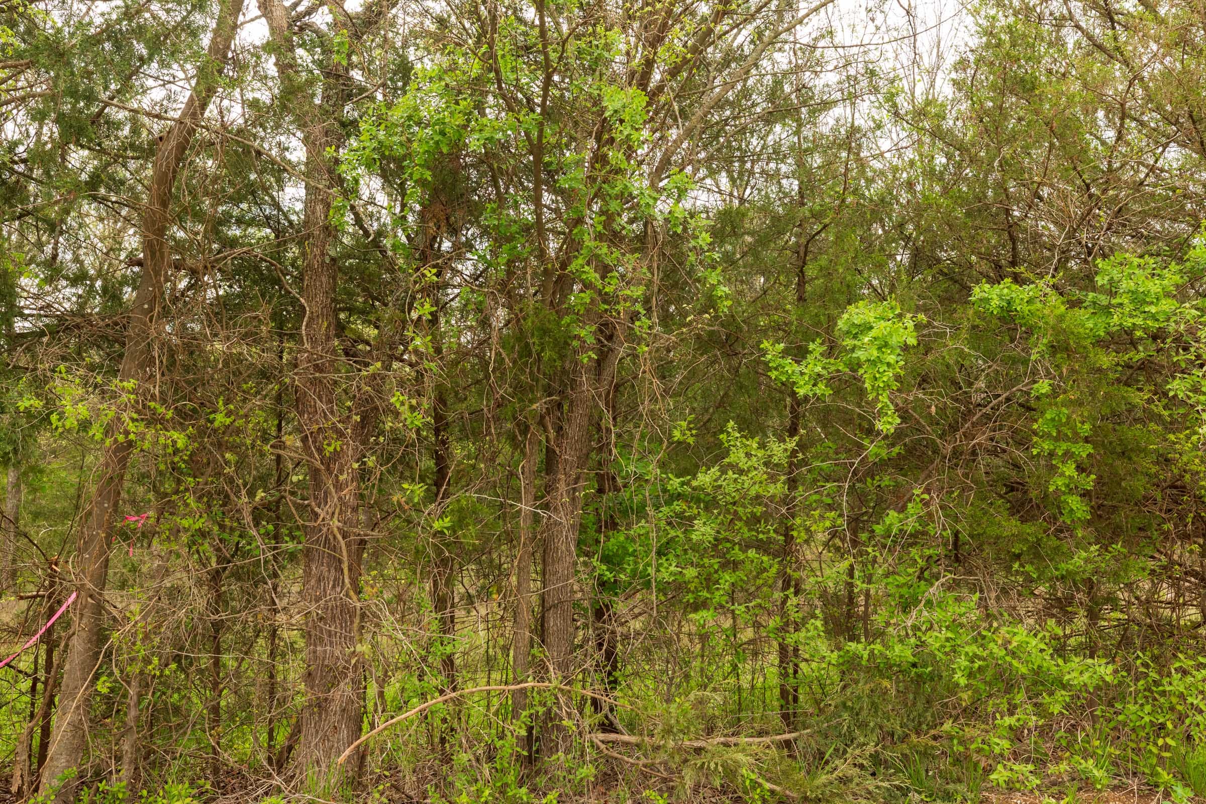 Moonrise Meadows Tract 24 photo 5