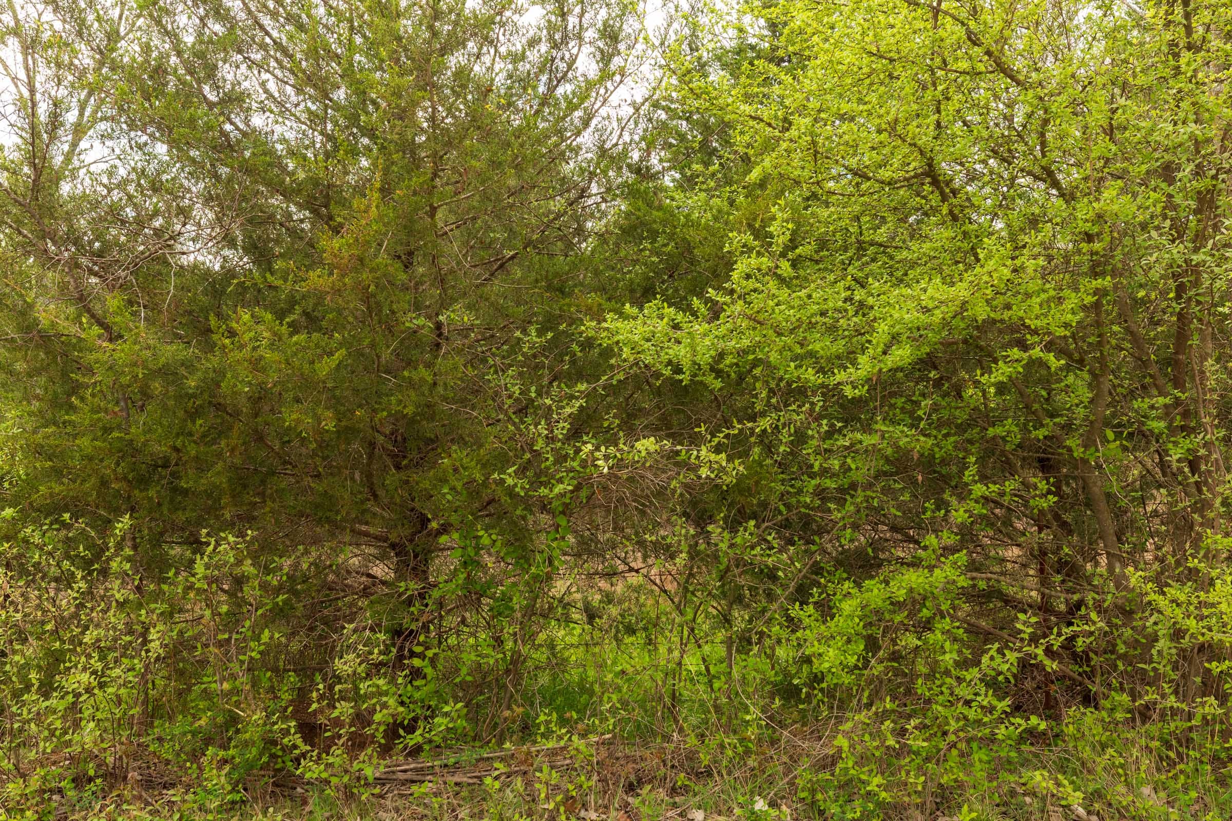 Moonrise Meadows Tract 24 photo 9