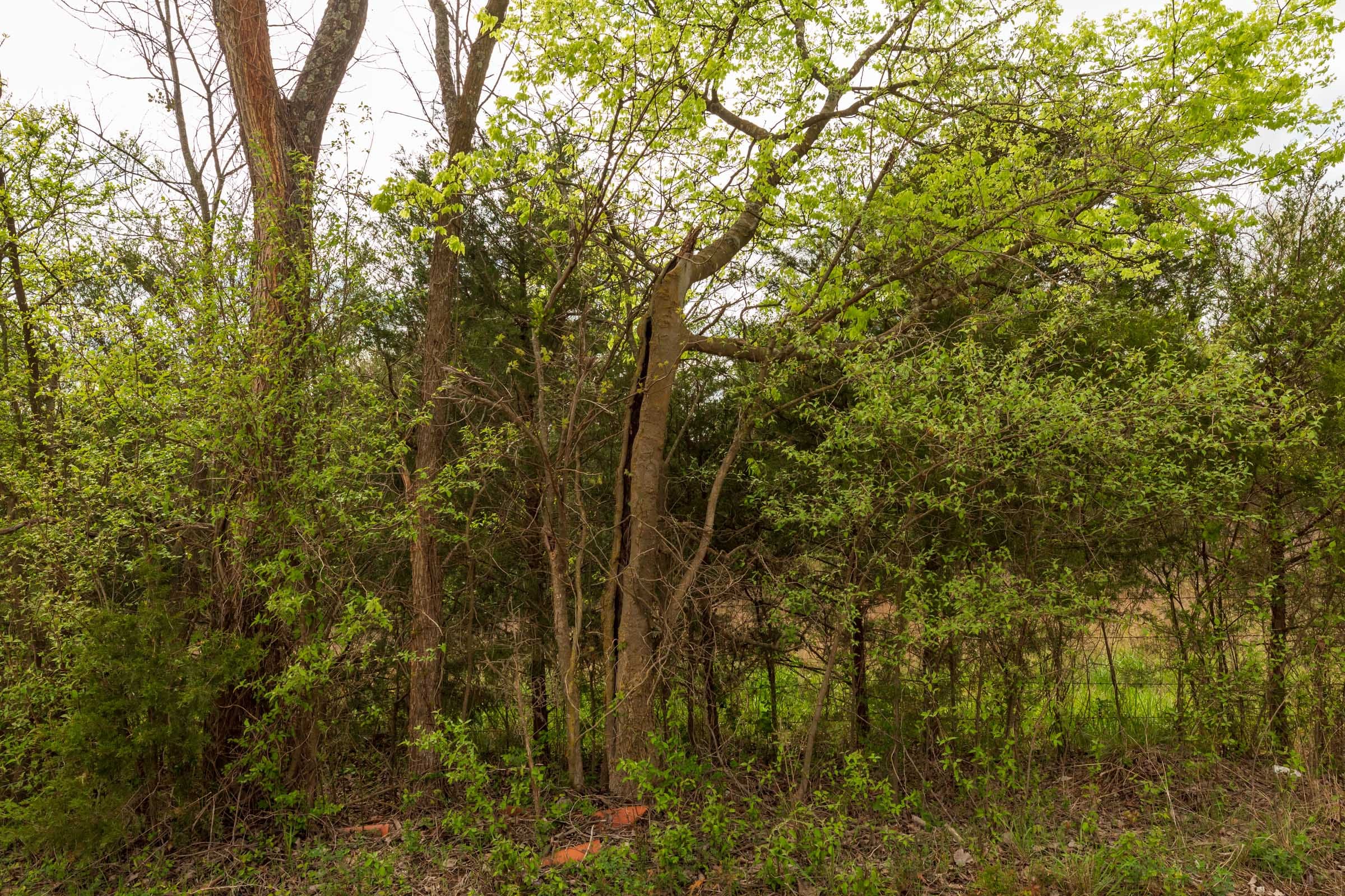Moonrise Meadows Tract 24 photo 10