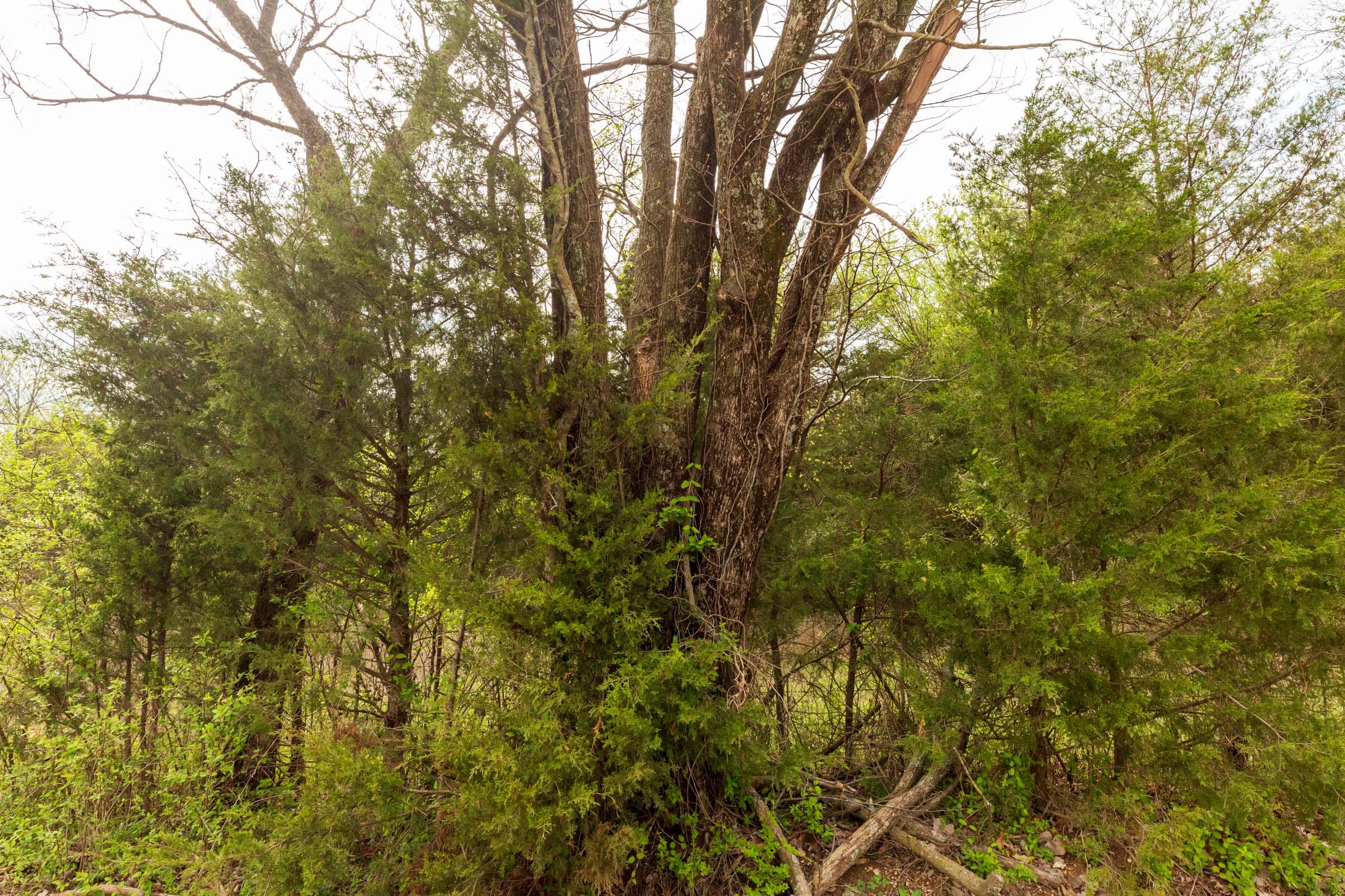 Moonrise Meadows Tract 24 photo 3