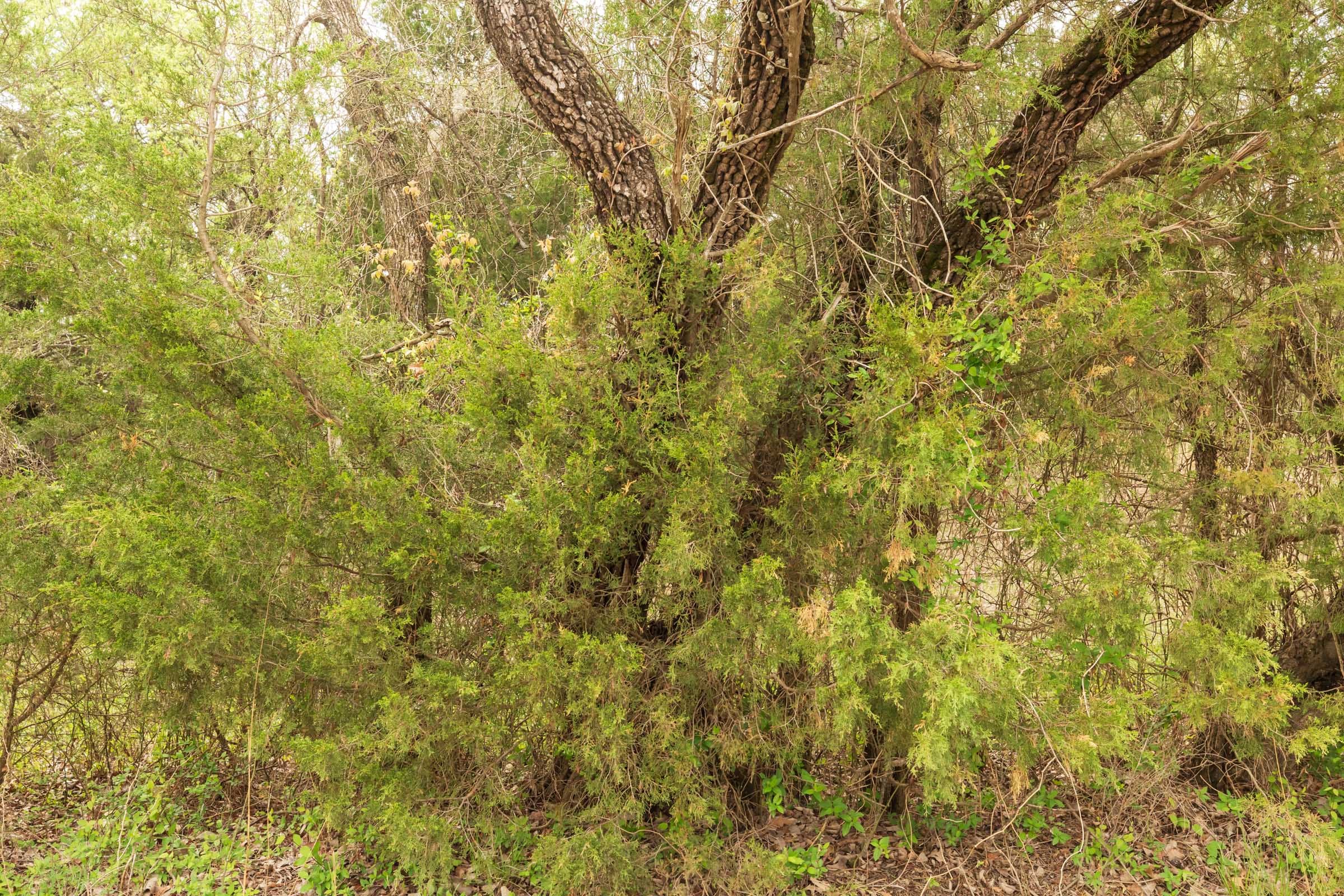Moonrise Meadows Tract 24 photo 12