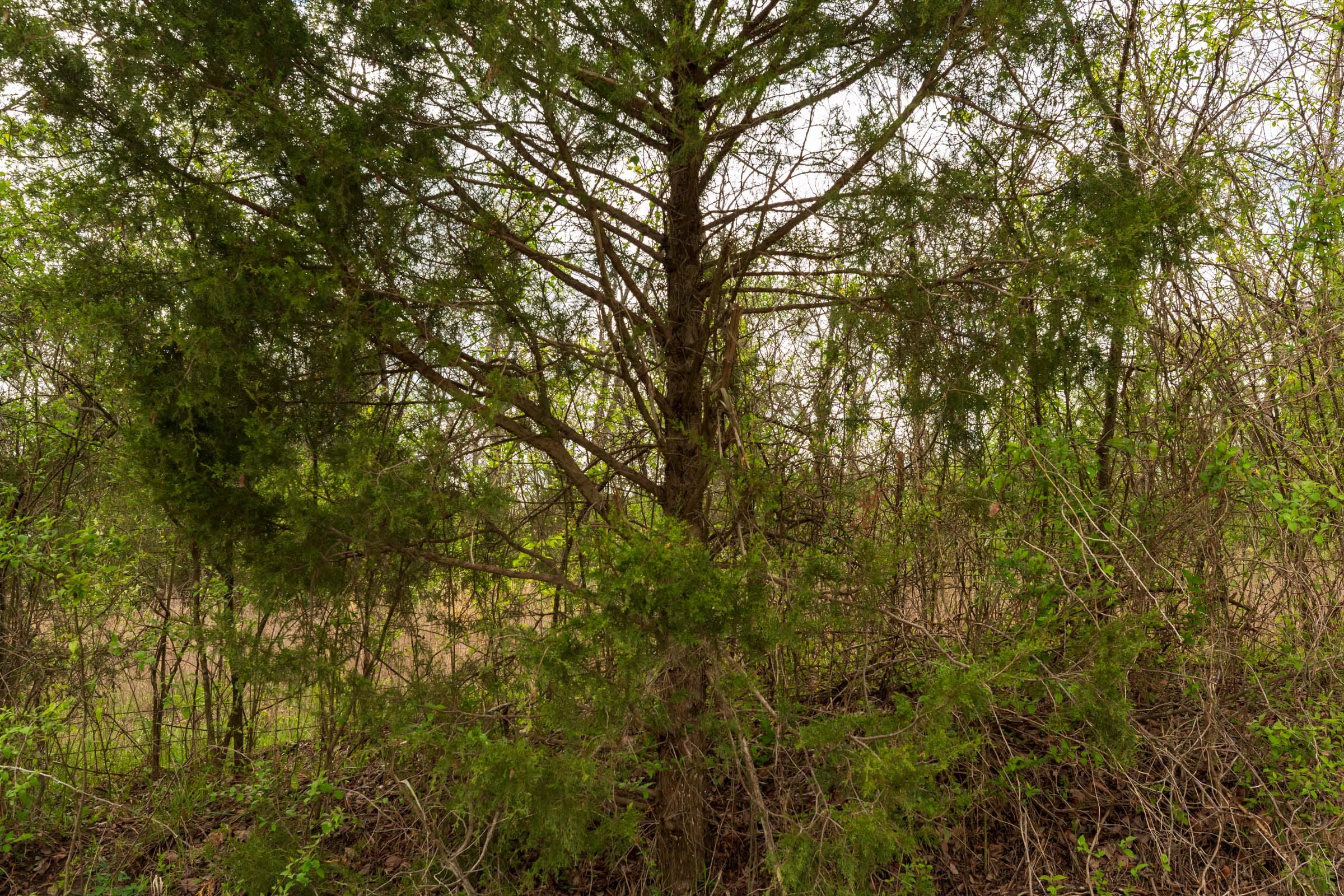 Moonrise Meadows Tract 24 photo 11