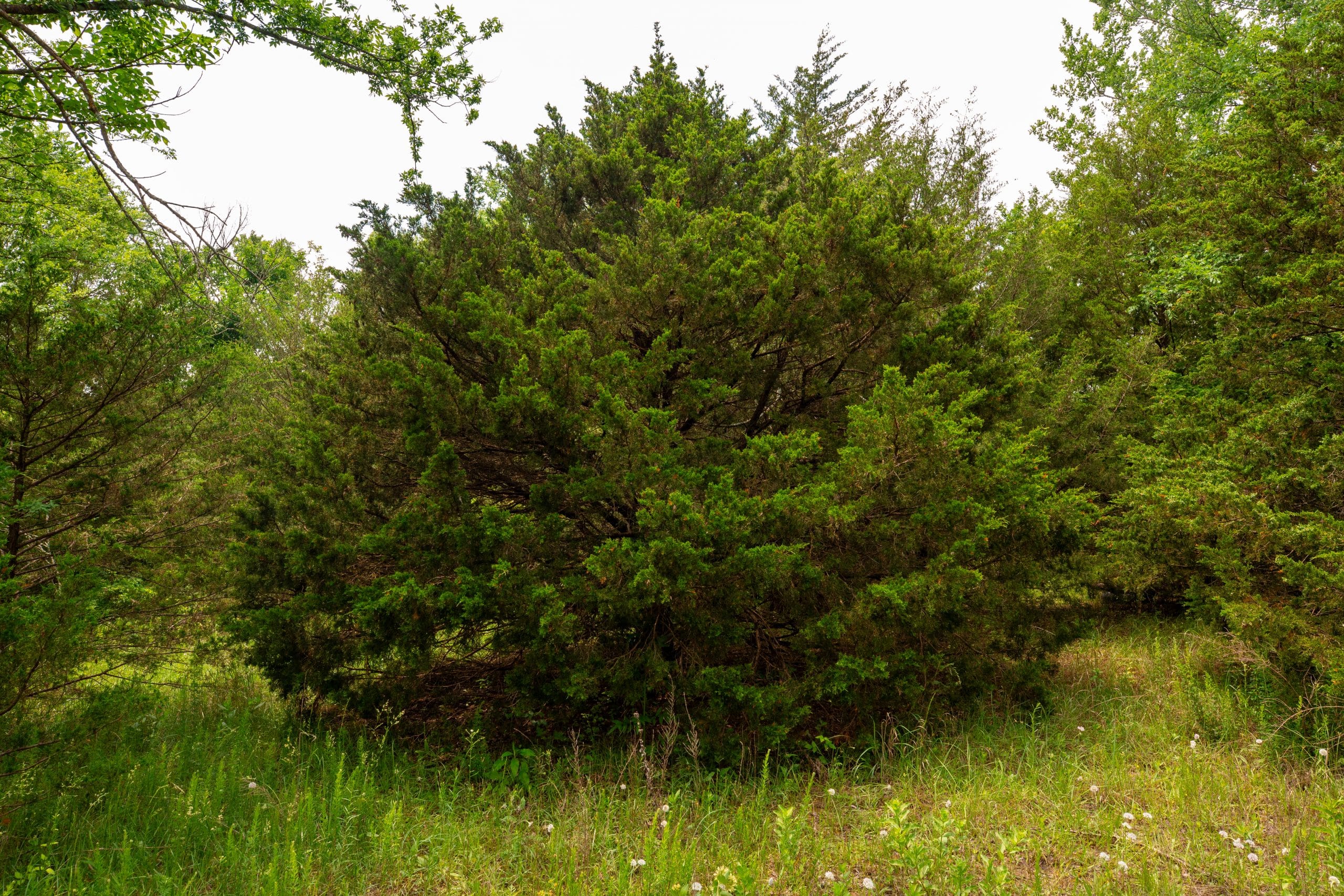 Moonrise Meadows Tract 24 photo 8