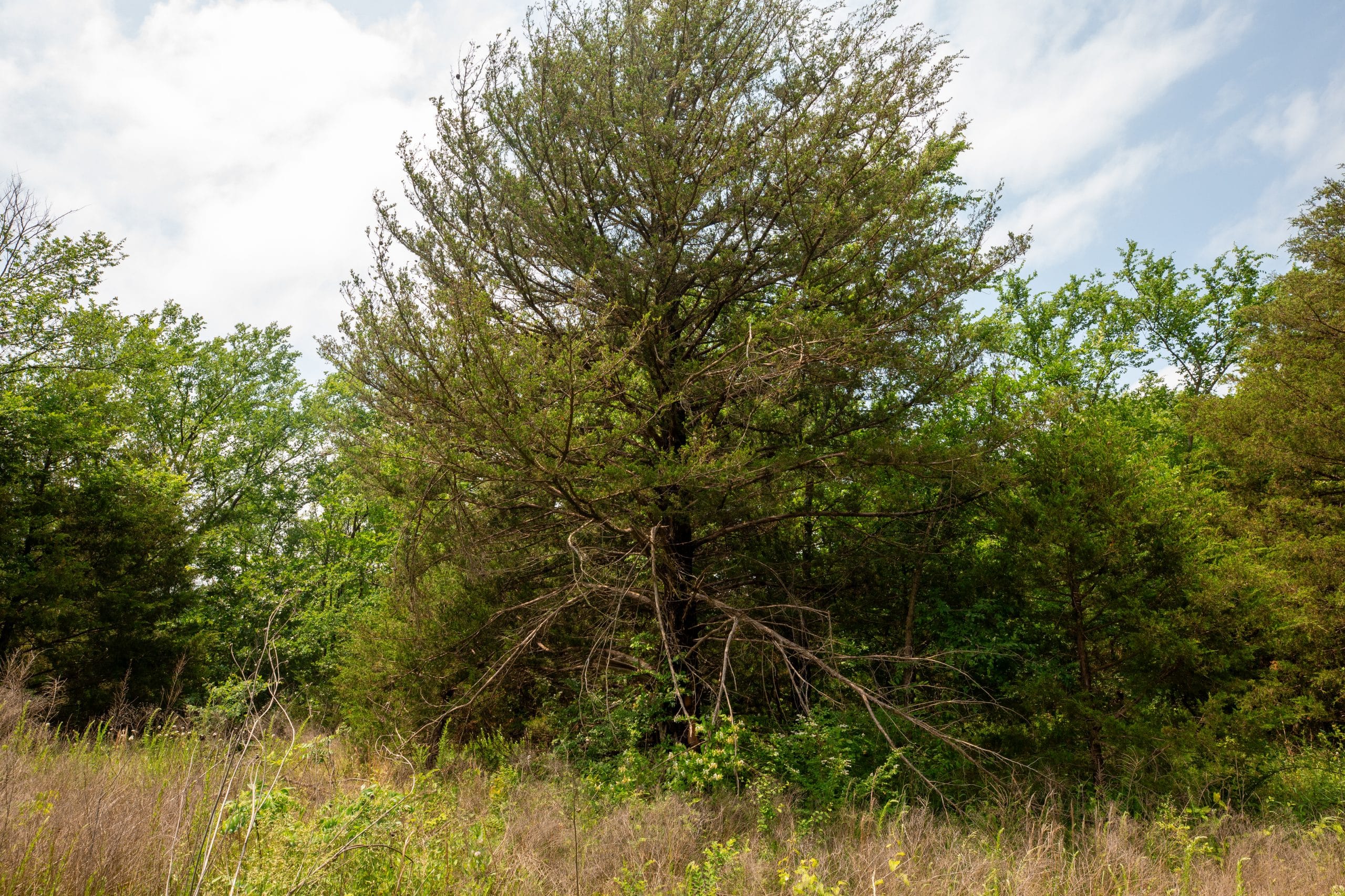 Moonrise Meadows Tract 24 photo 16
