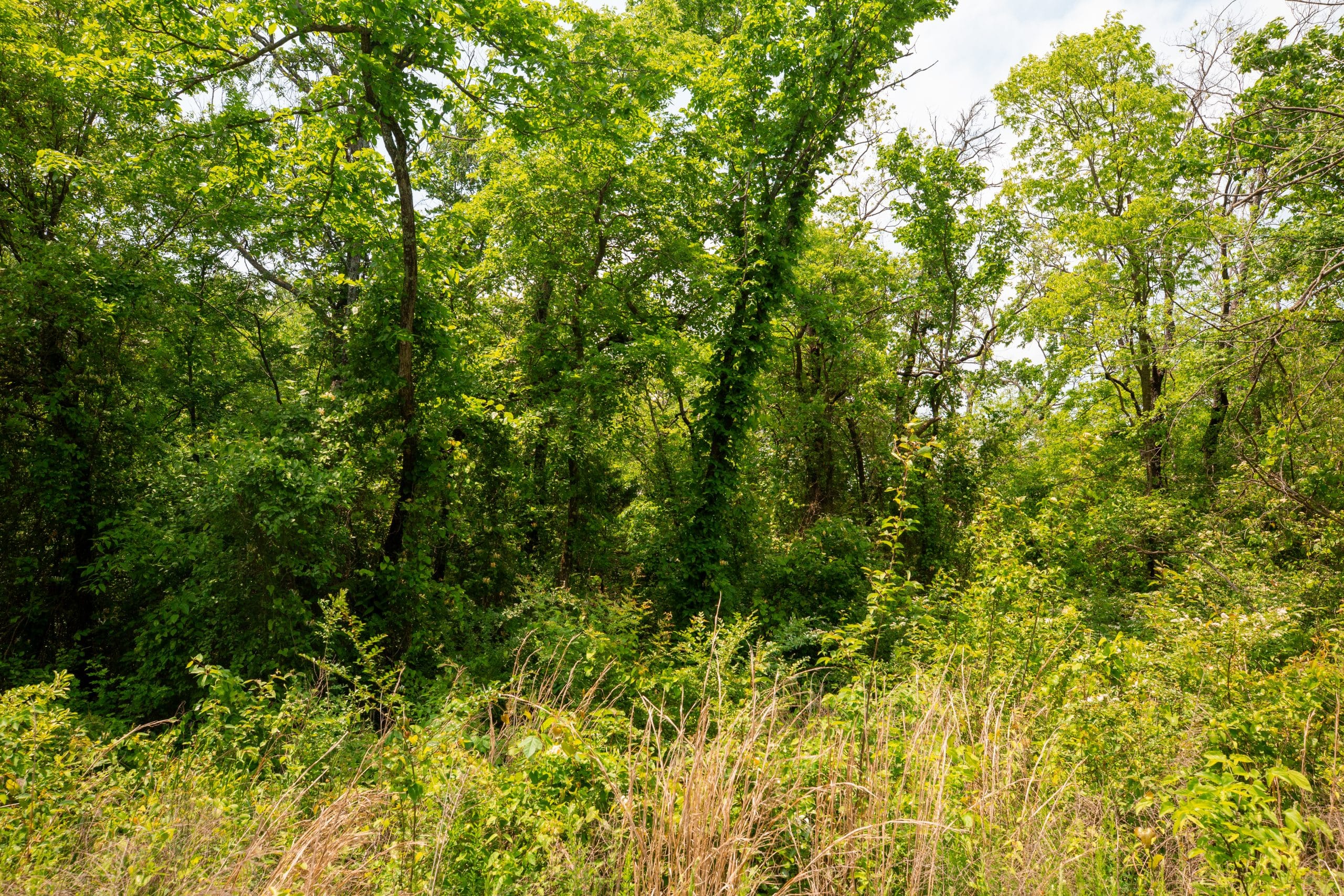Moonrise Meadows Tract 24 photo 2