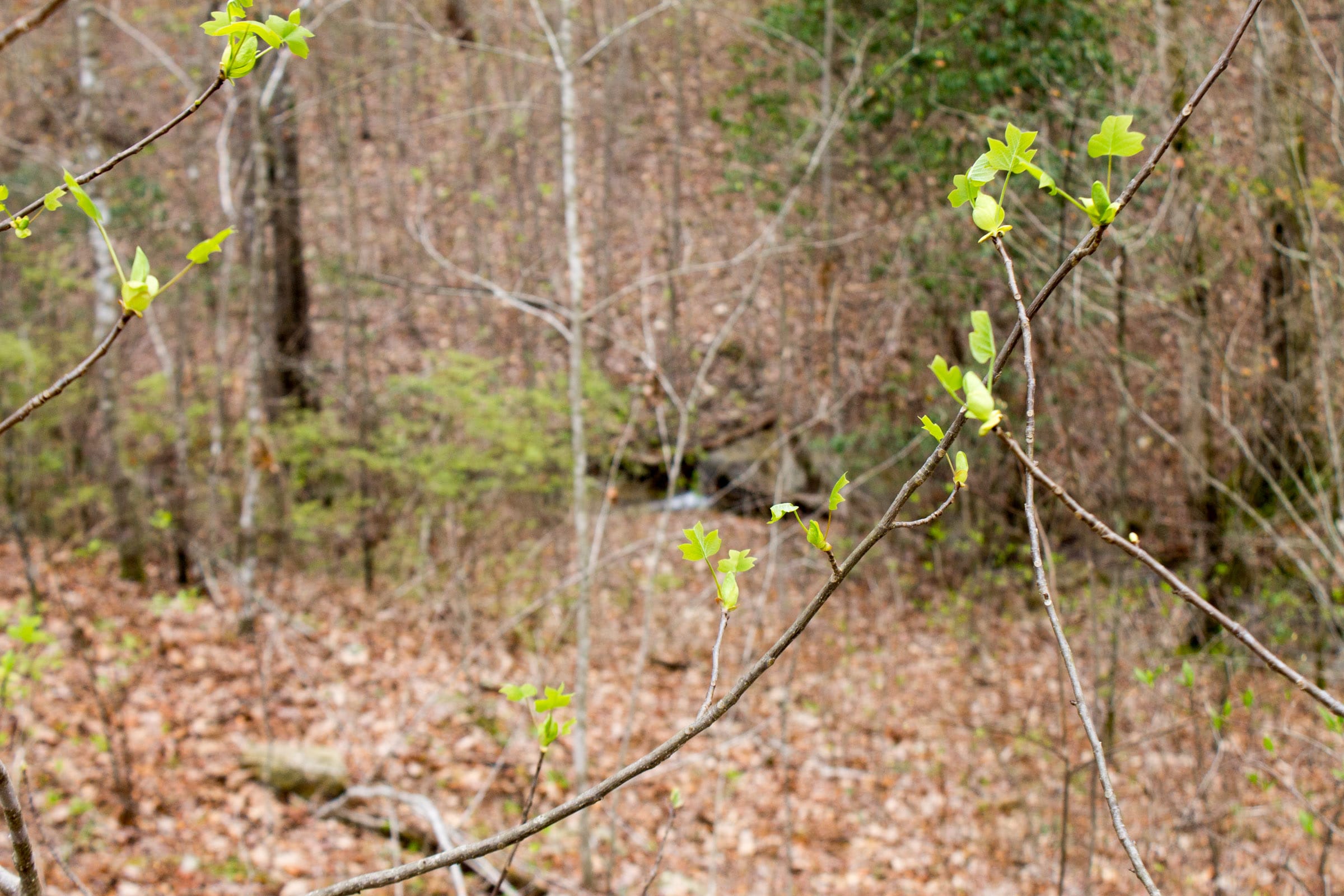 Hidden Hills Tract 11 photo 6