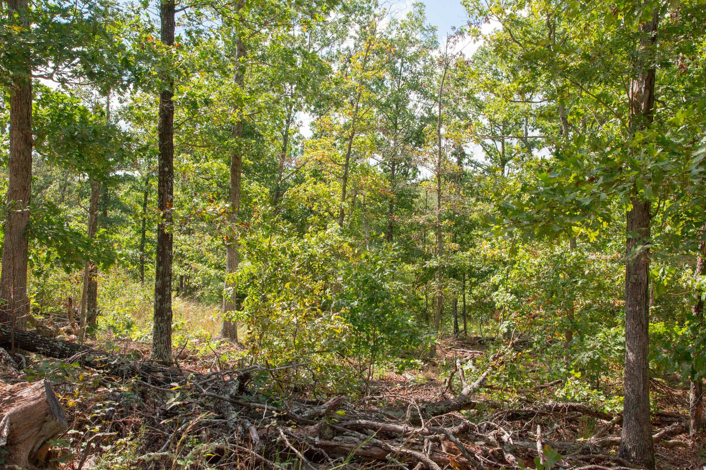 Wagon Wheel Ranch Tract 44 photo 6