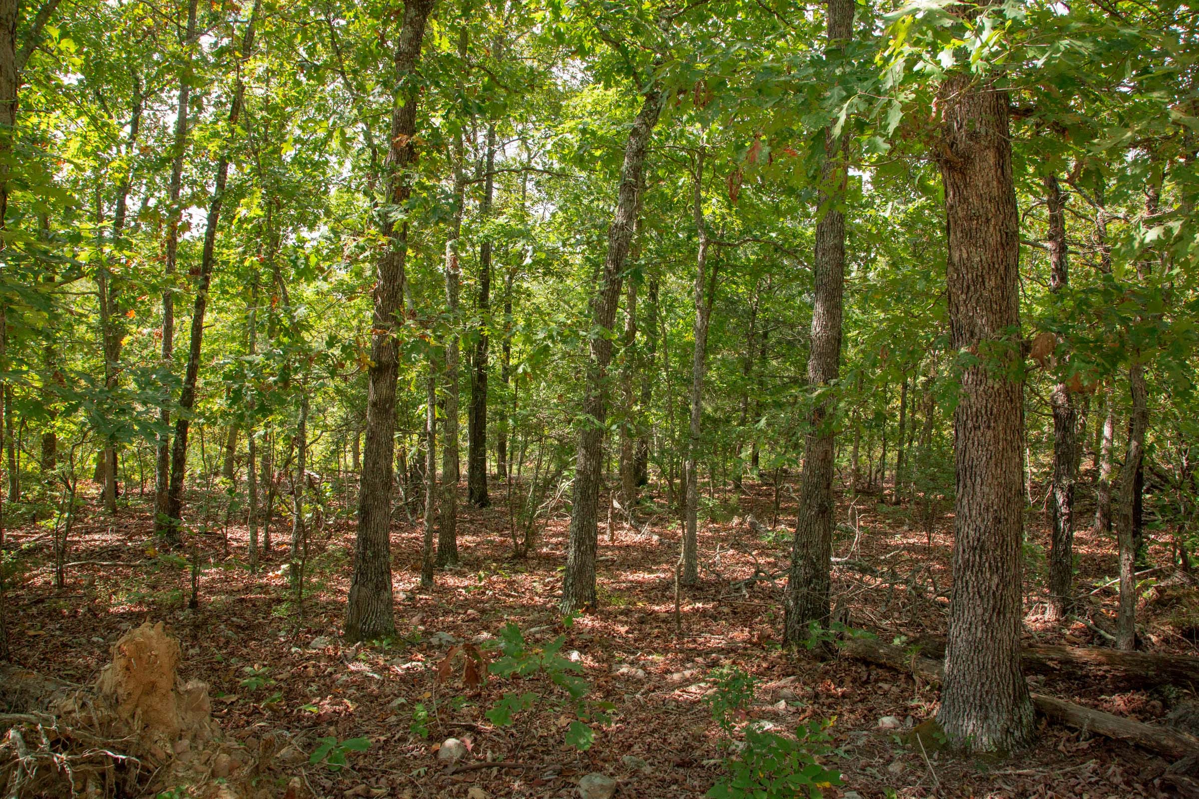 Wagon Wheel Ranch Tract 44 photo 1