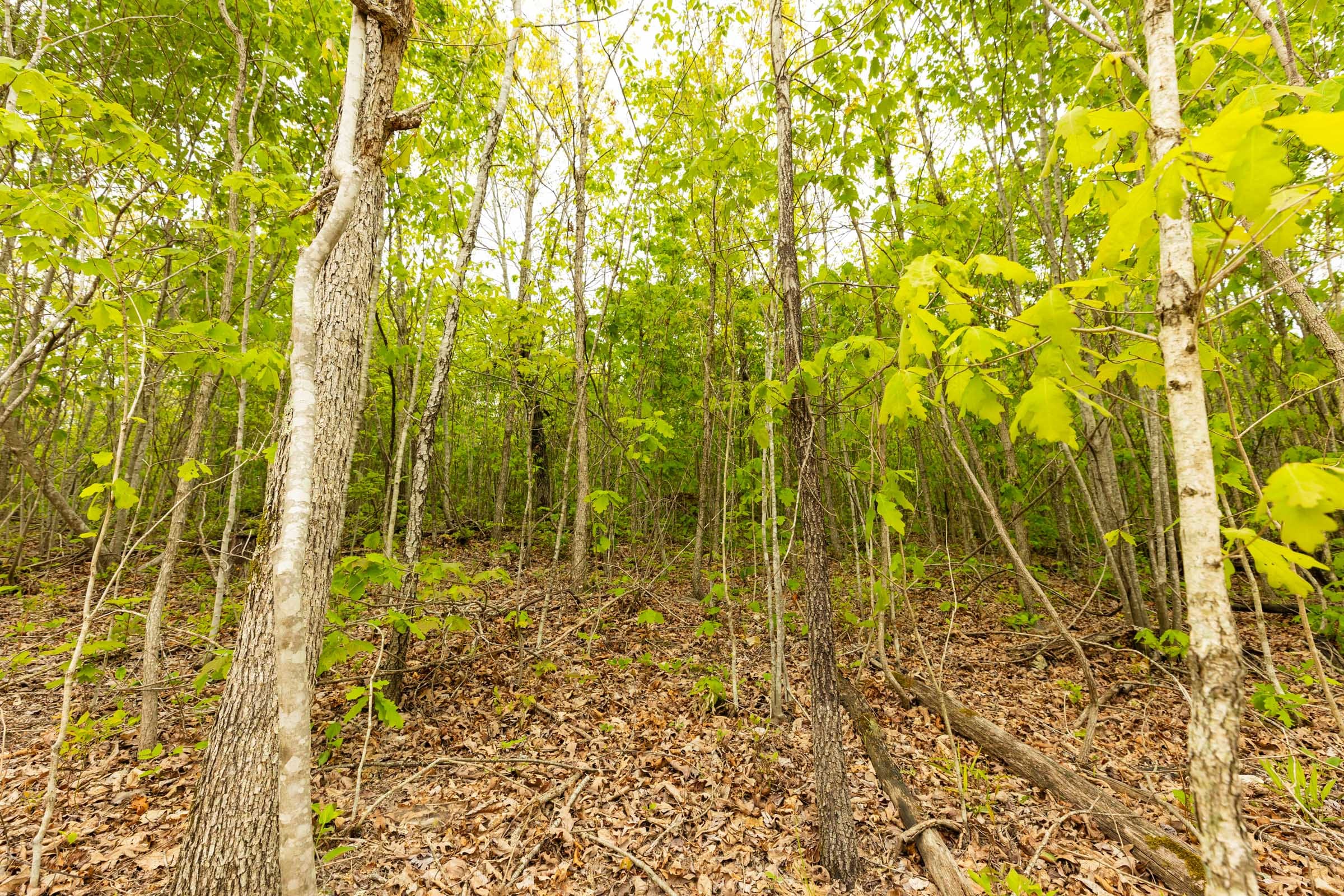 Double S Ranch Tract 6 photo 3