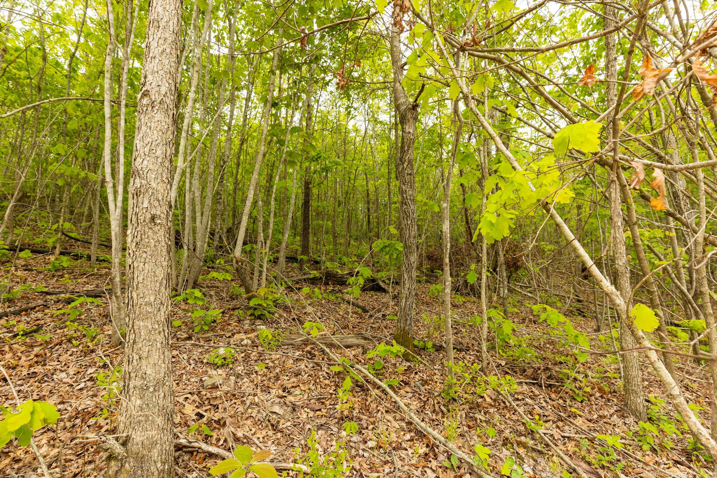 Double S Ranch Tract 6 photo 12