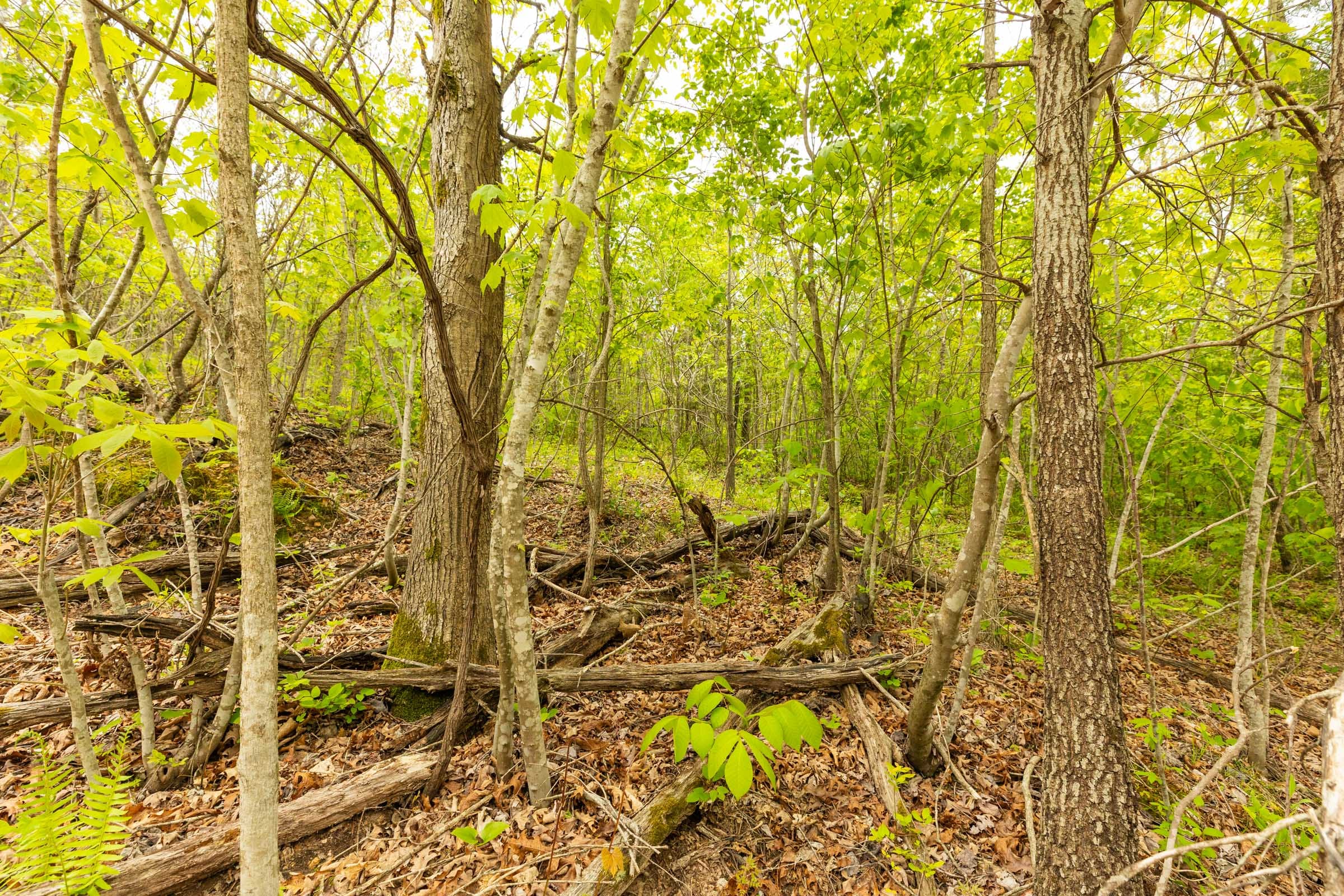 Double S Ranch Tract 6 photo 11