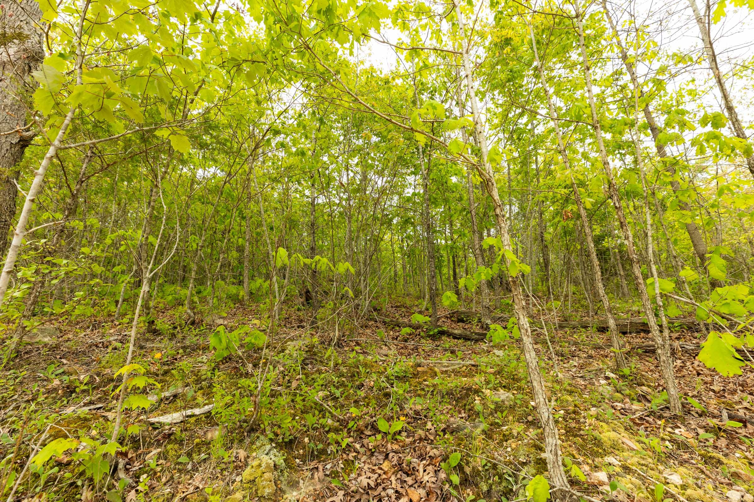 Double S Ranch Tract 6 photo 9