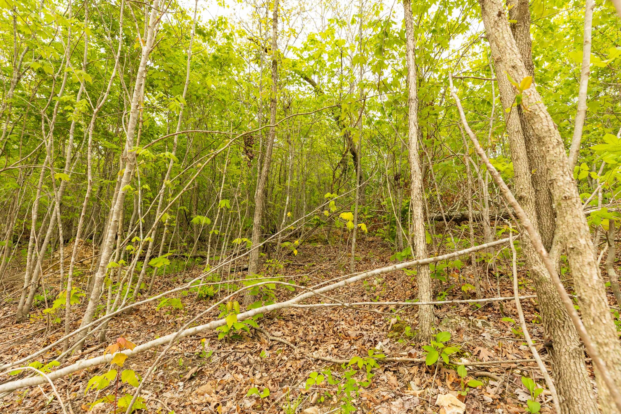 Double S Ranch Tract 6 photo 8