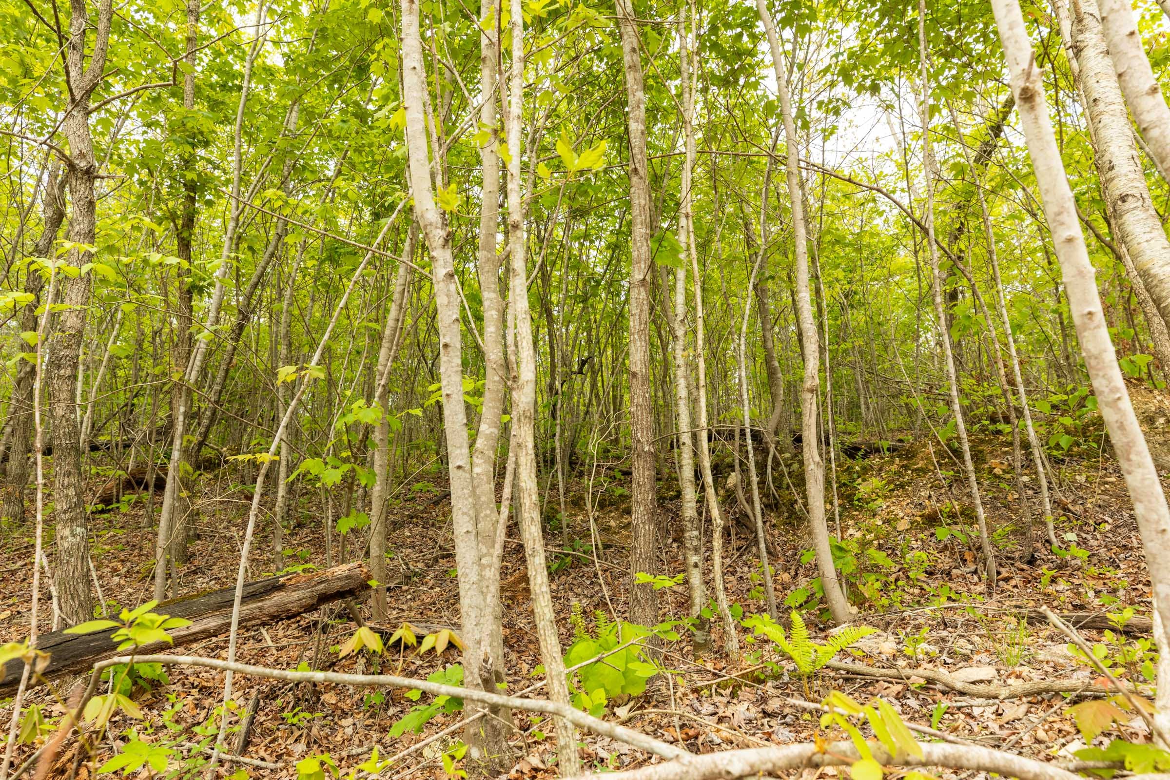 Double S Ranch Tract 6 photo 7