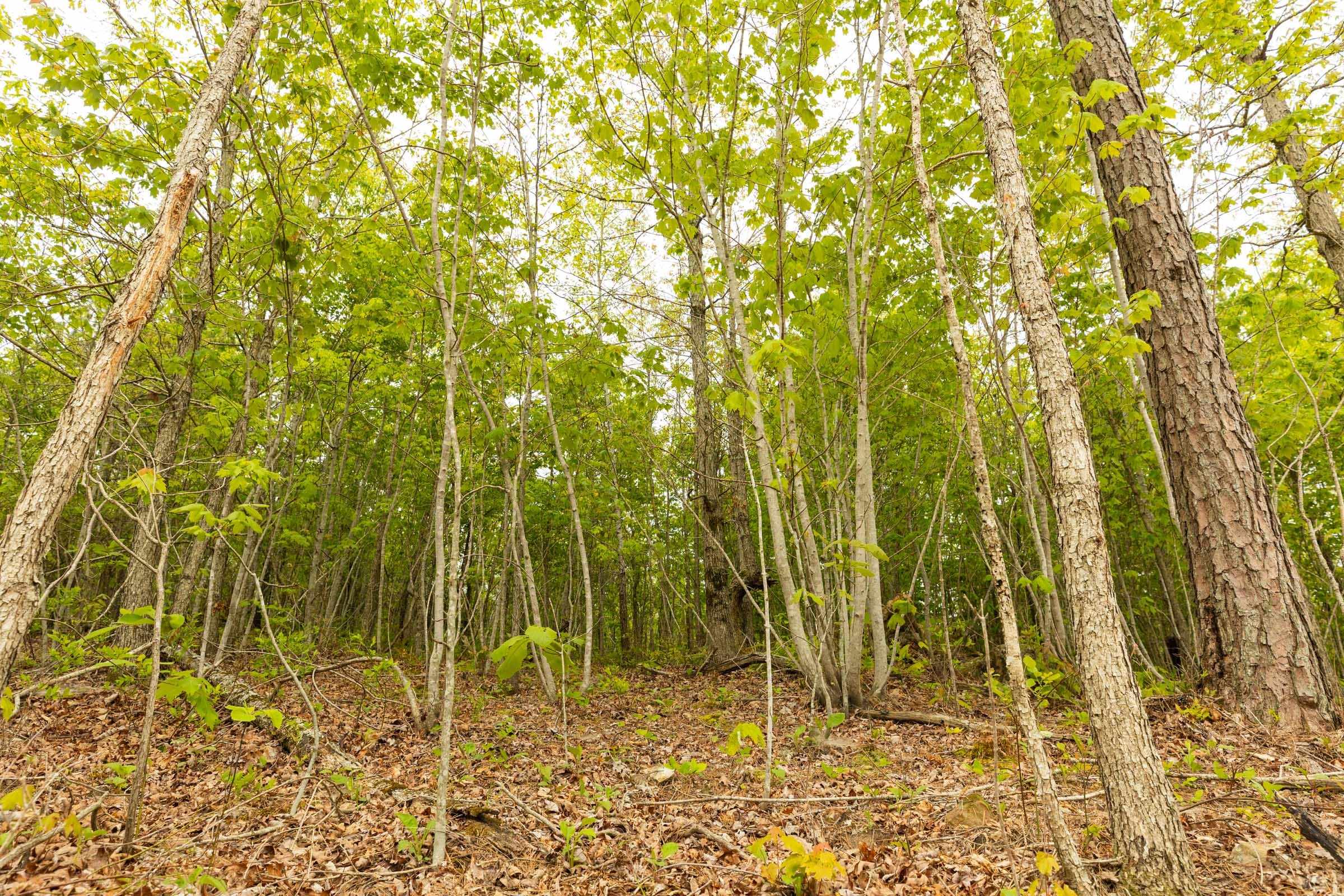 Double S Ranch Tract 6 photo 5