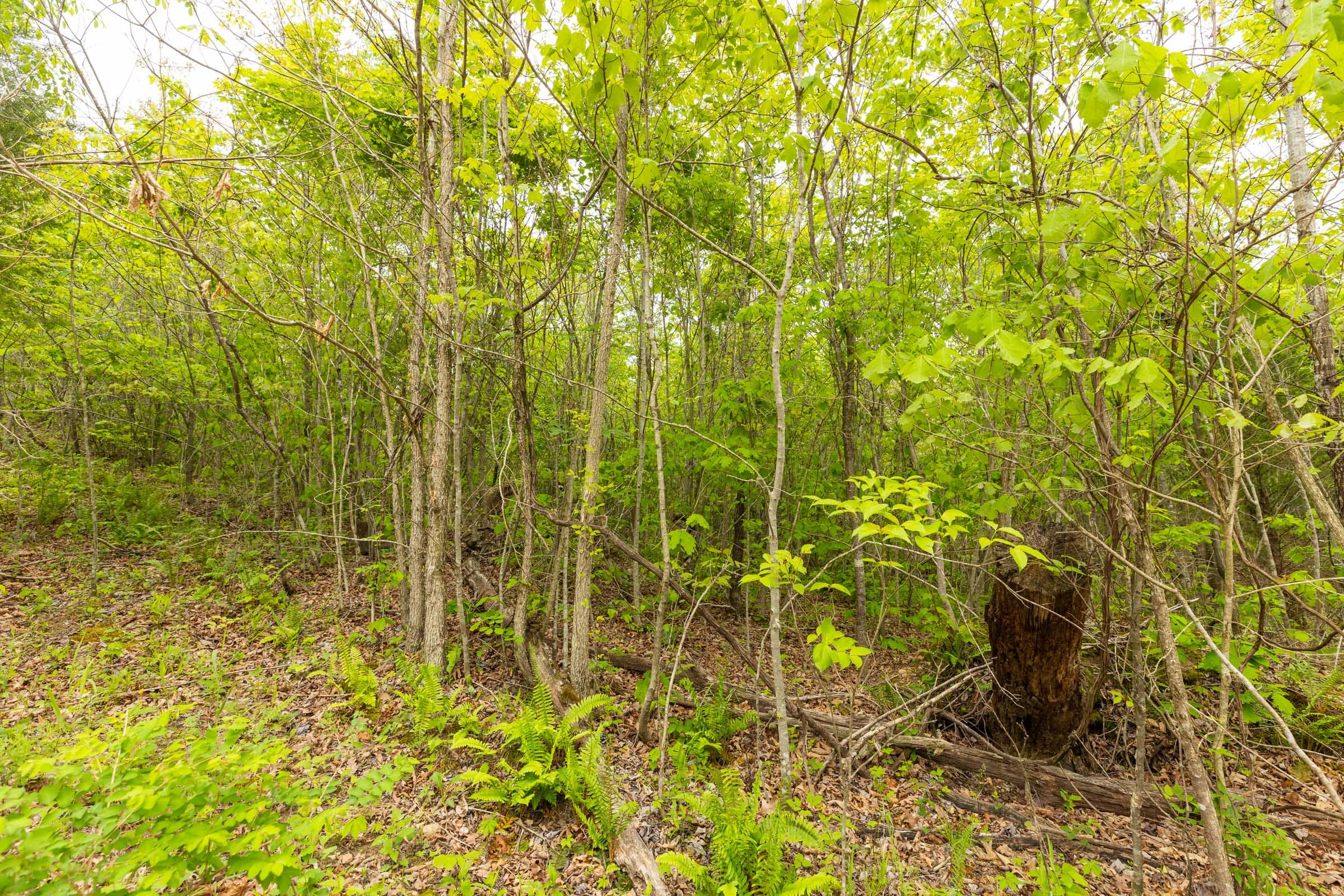 Double S Ranch Tract 6 photo 4