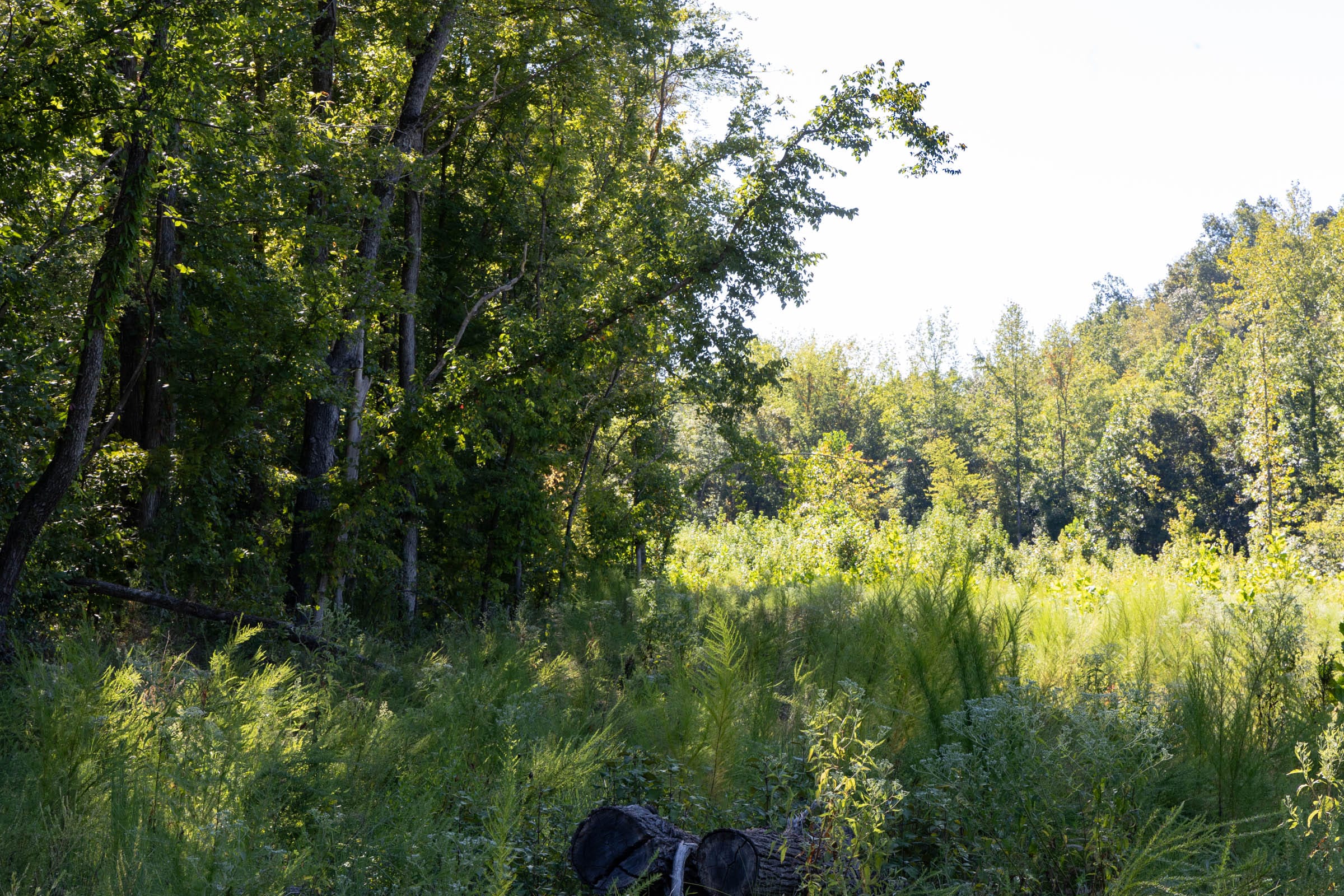Big White Oak Tract 14 photo 2