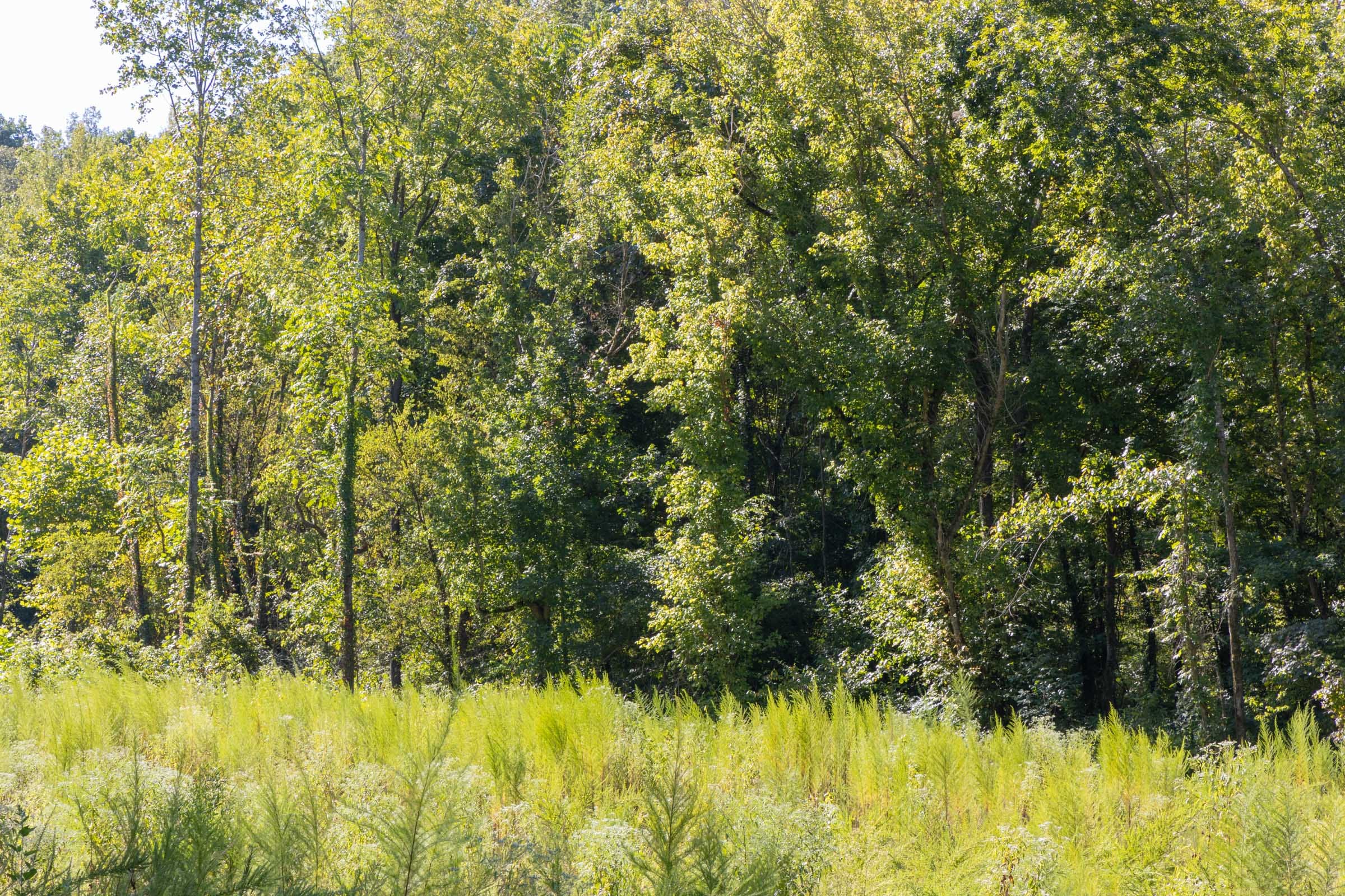 Big White Oak Tract 14 photo 9