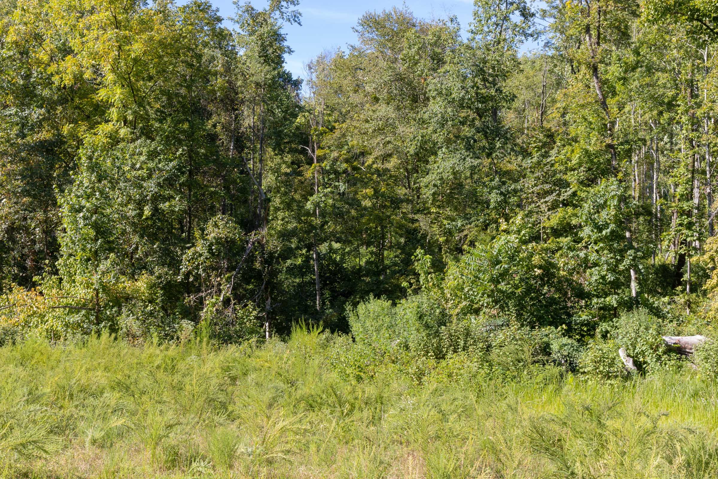 Big White Oak Tract 14 photo 8