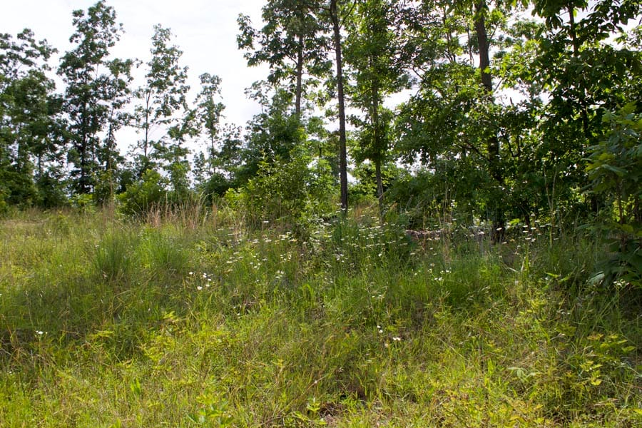 Thunder Mountain Ranch Tract 58 photo 2