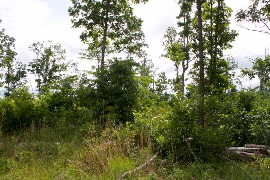 Thunder Mountain Ranch Tract 58 photo 3