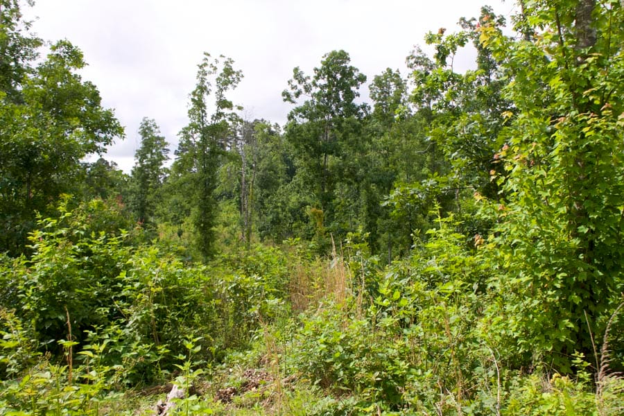 Thunder Mountain Ranch Tract 58 photo 6