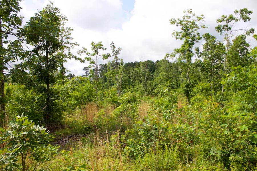 Thunder Mountain Ranch Tract 58 photo 8