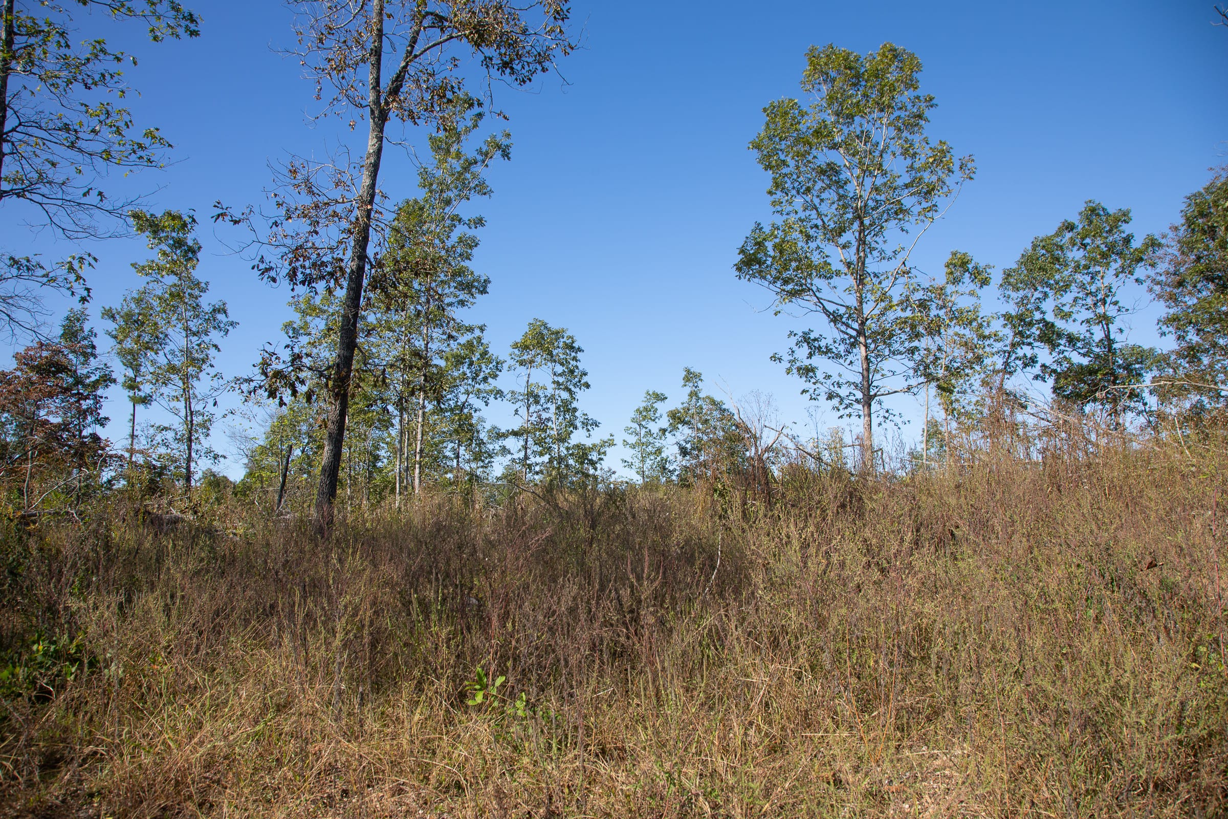 Borgmann’s Hollow Phase IV Tract 114 photo 3