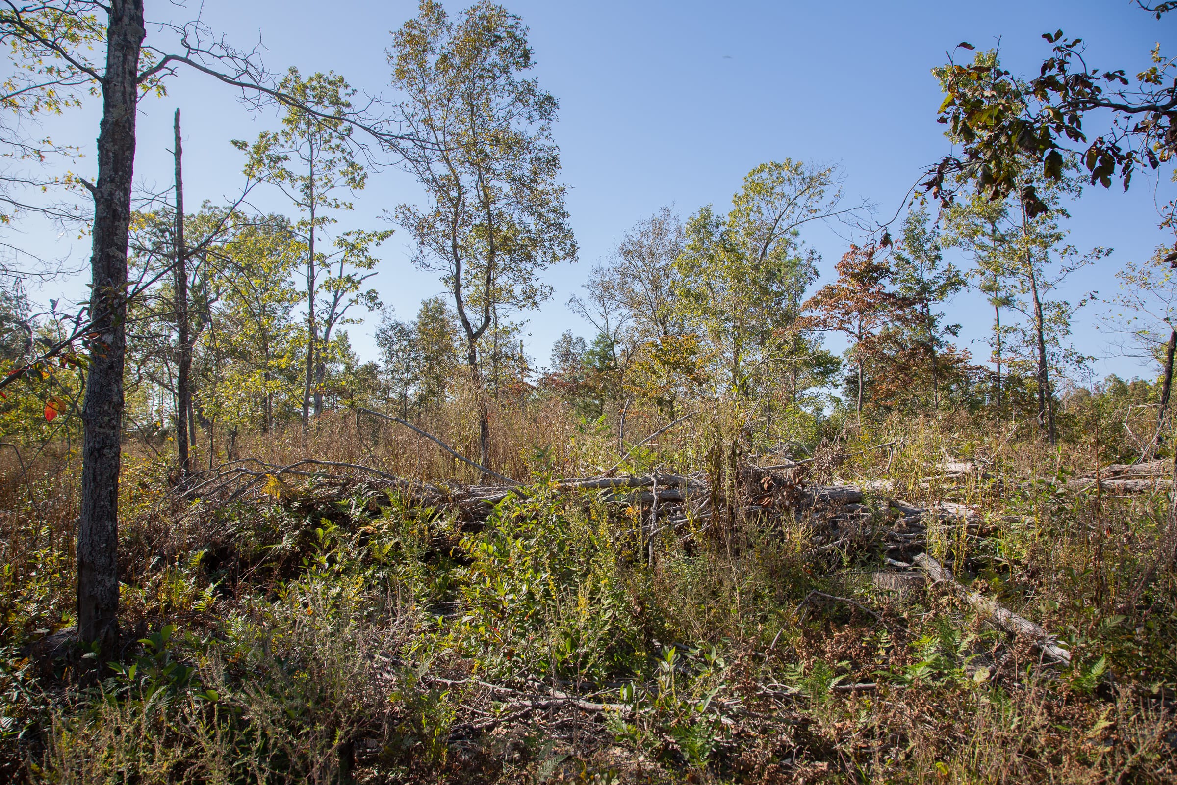 Borgmann’s Hollow Phase IV Tract 114 photo 4