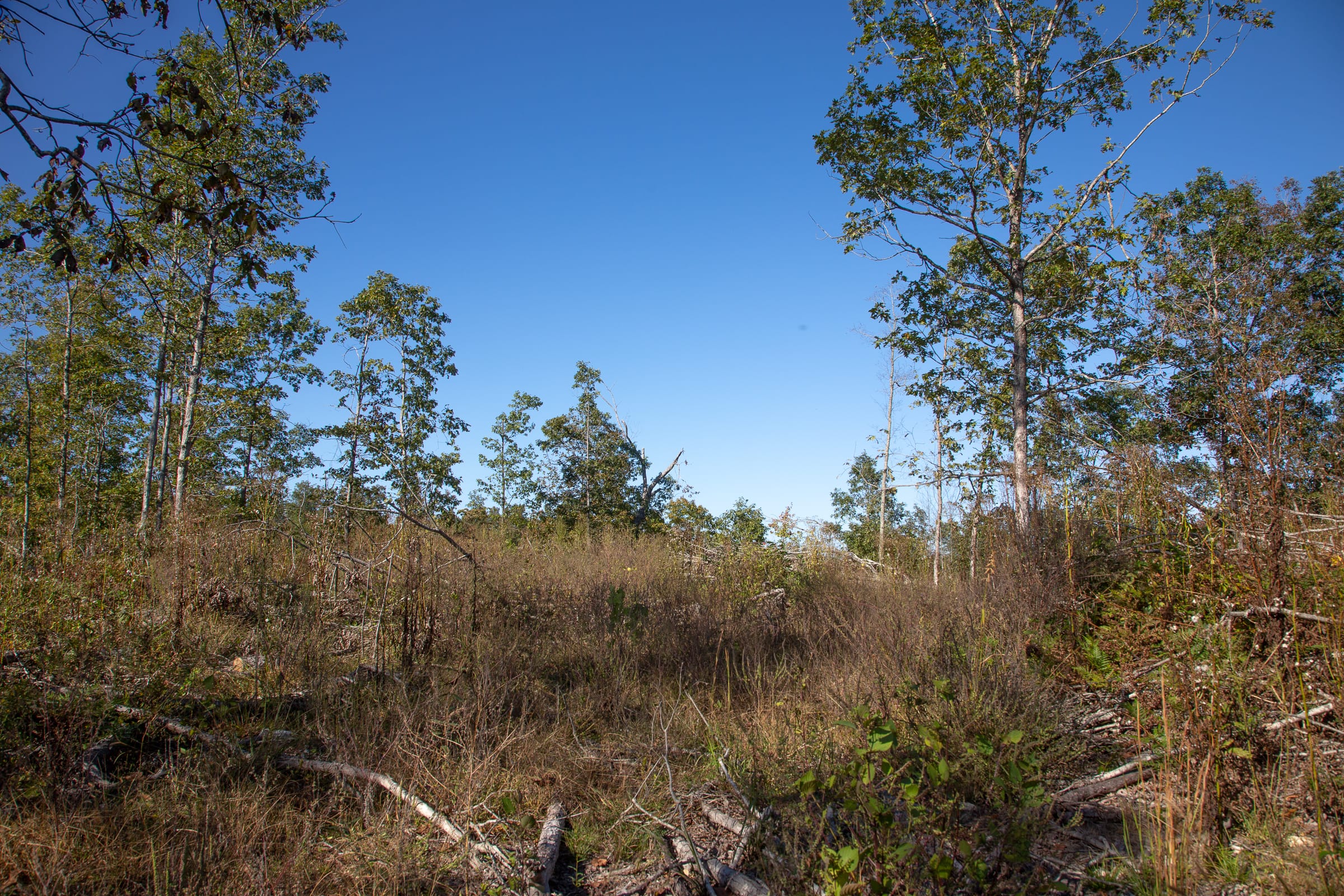 Borgmann’s Hollow Phase IV Tract 114 photo 5