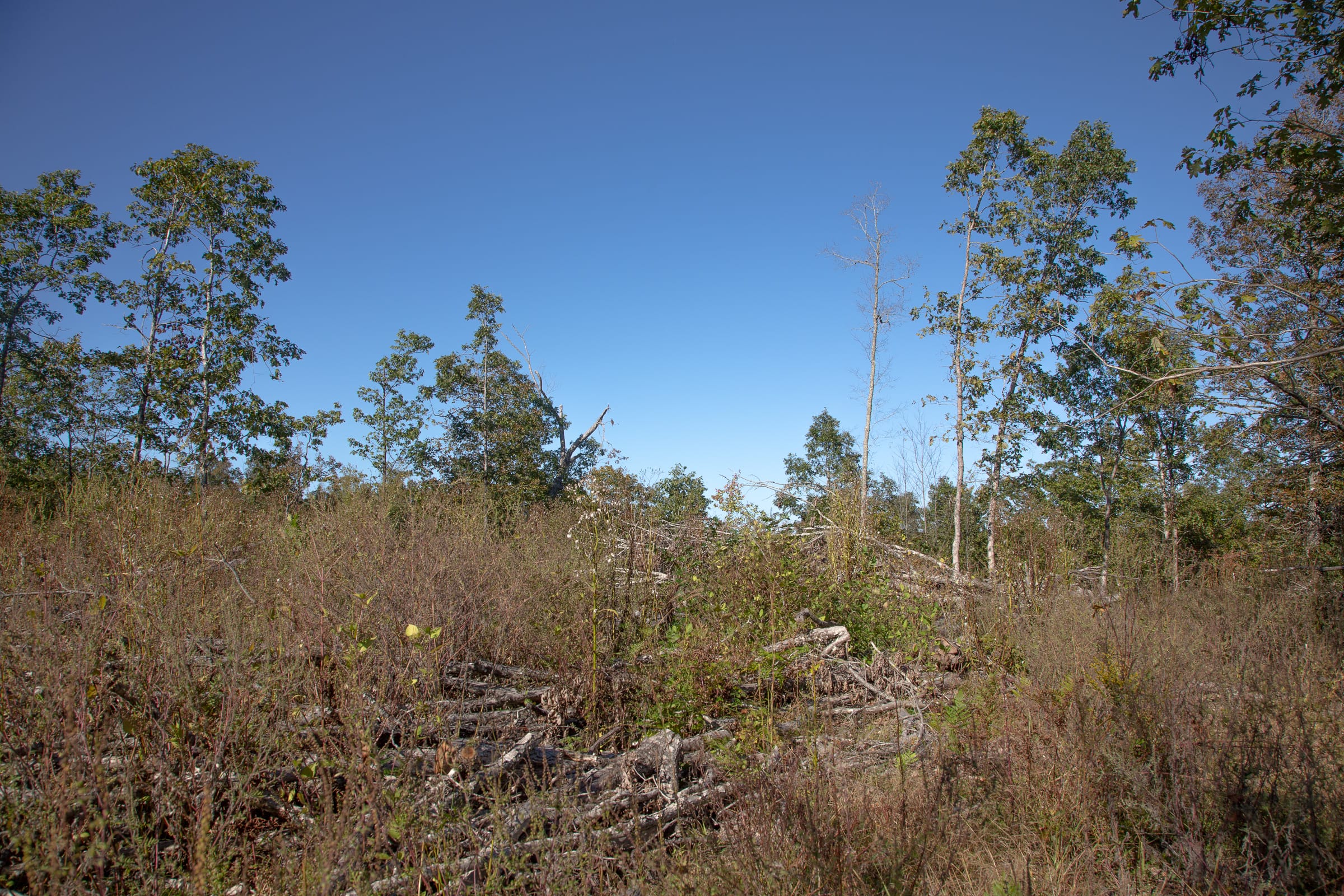 Borgmann’s Hollow Phase IV Tract 114 photo 6