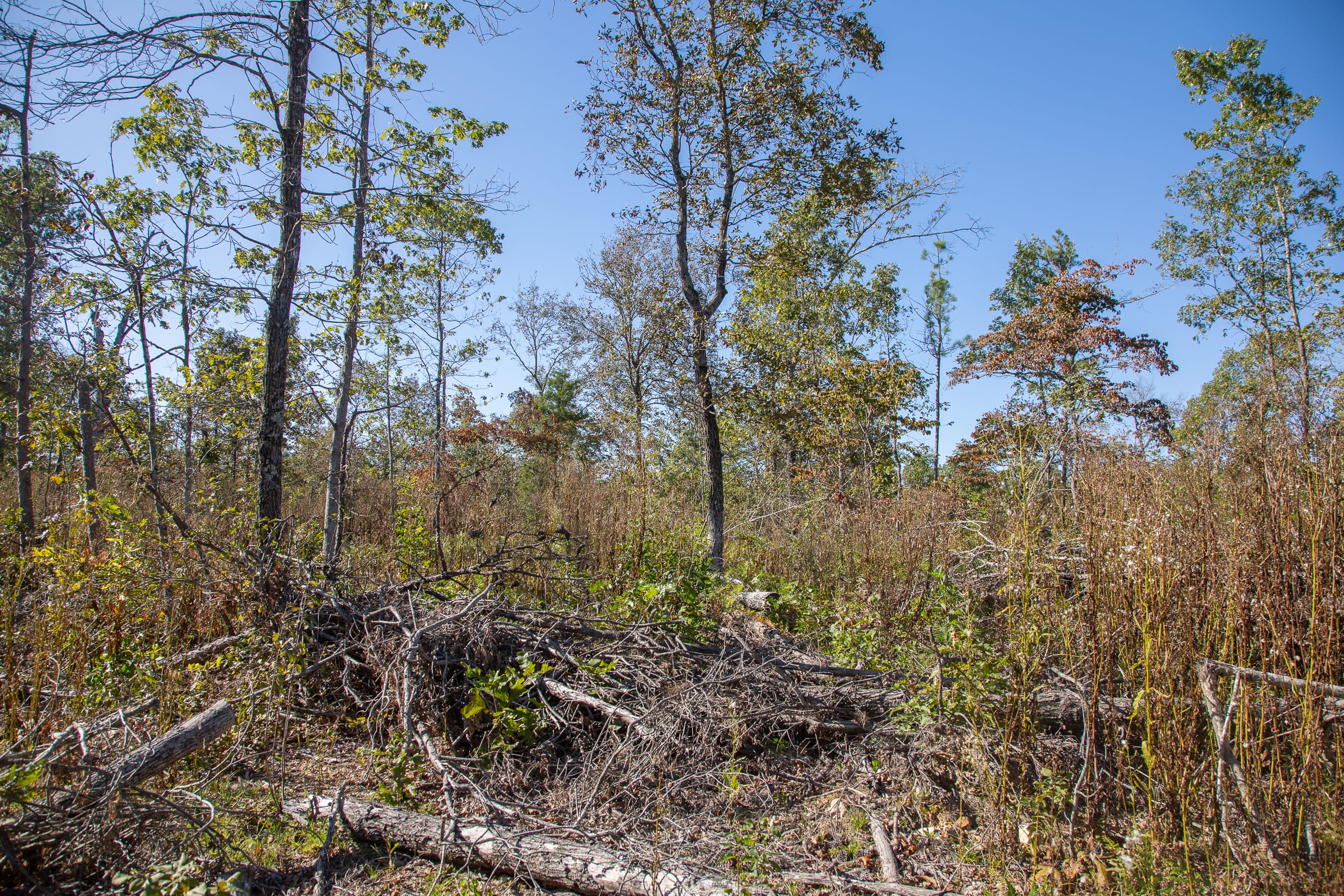 Borgmann’s Hollow Phase IV Tract 114 photo 9