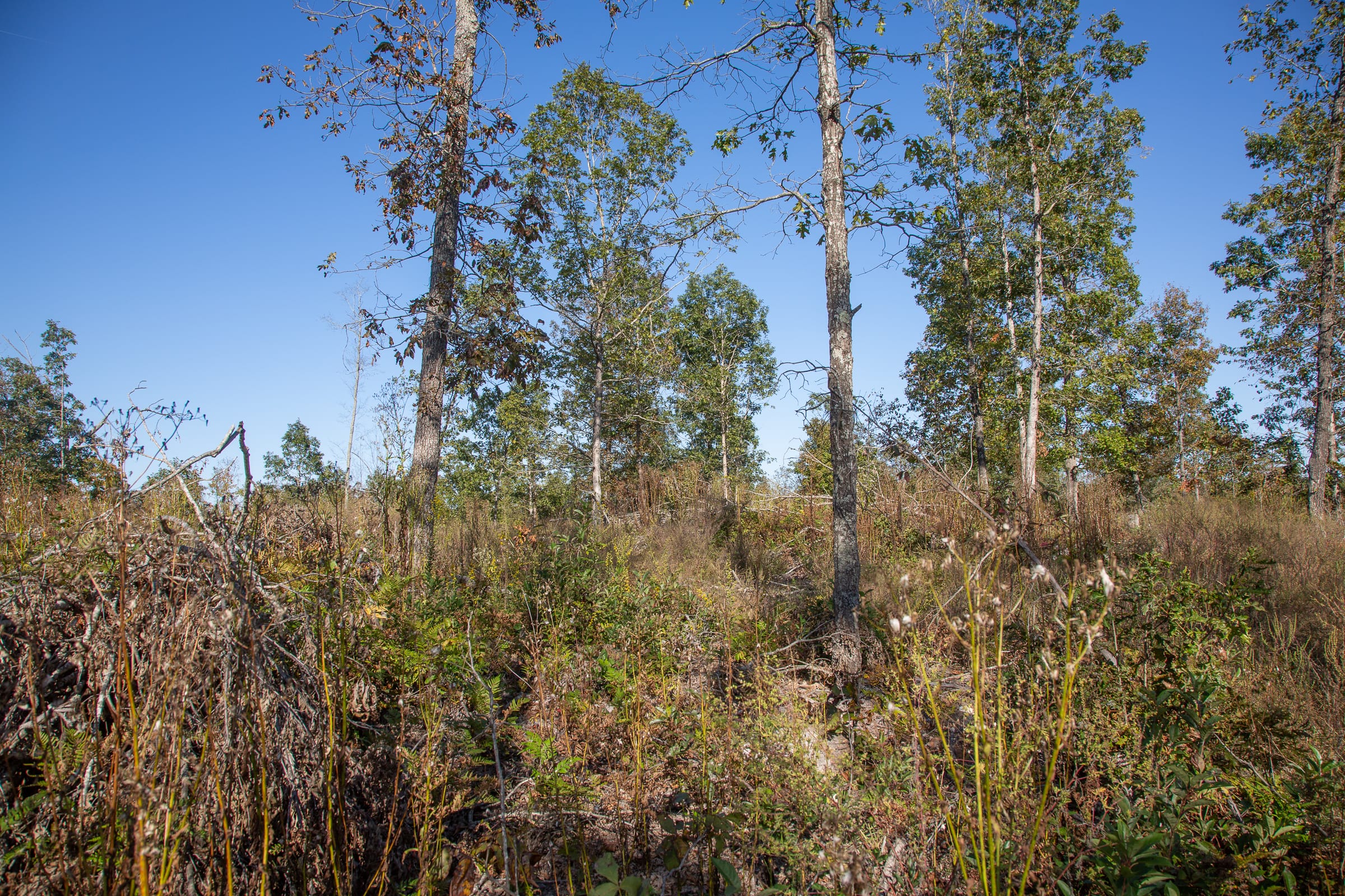 Borgmann’s Hollow Phase IV Tract 114 photo 10