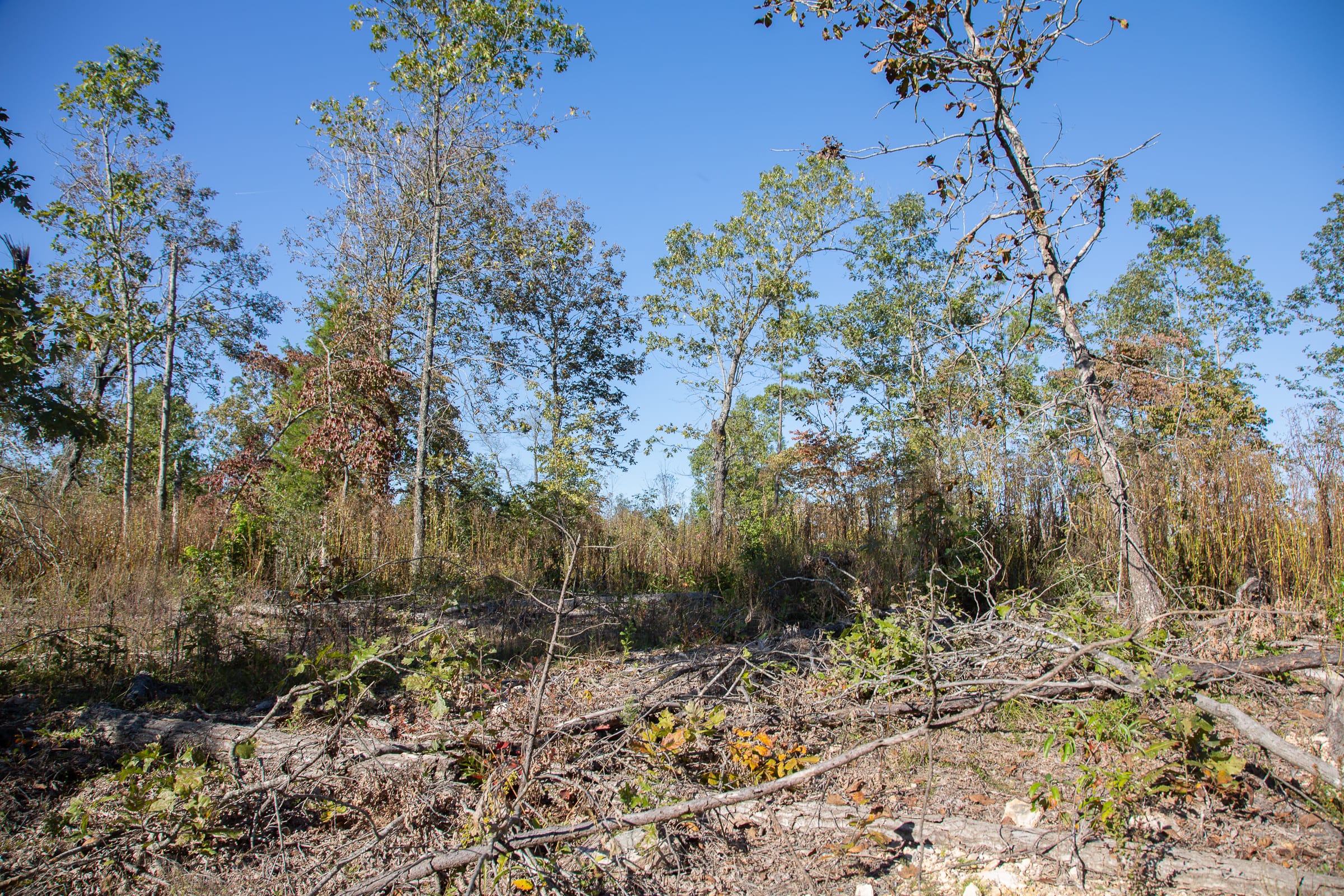 Borgmann’s Hollow Phase IV Tract 114 photo 11