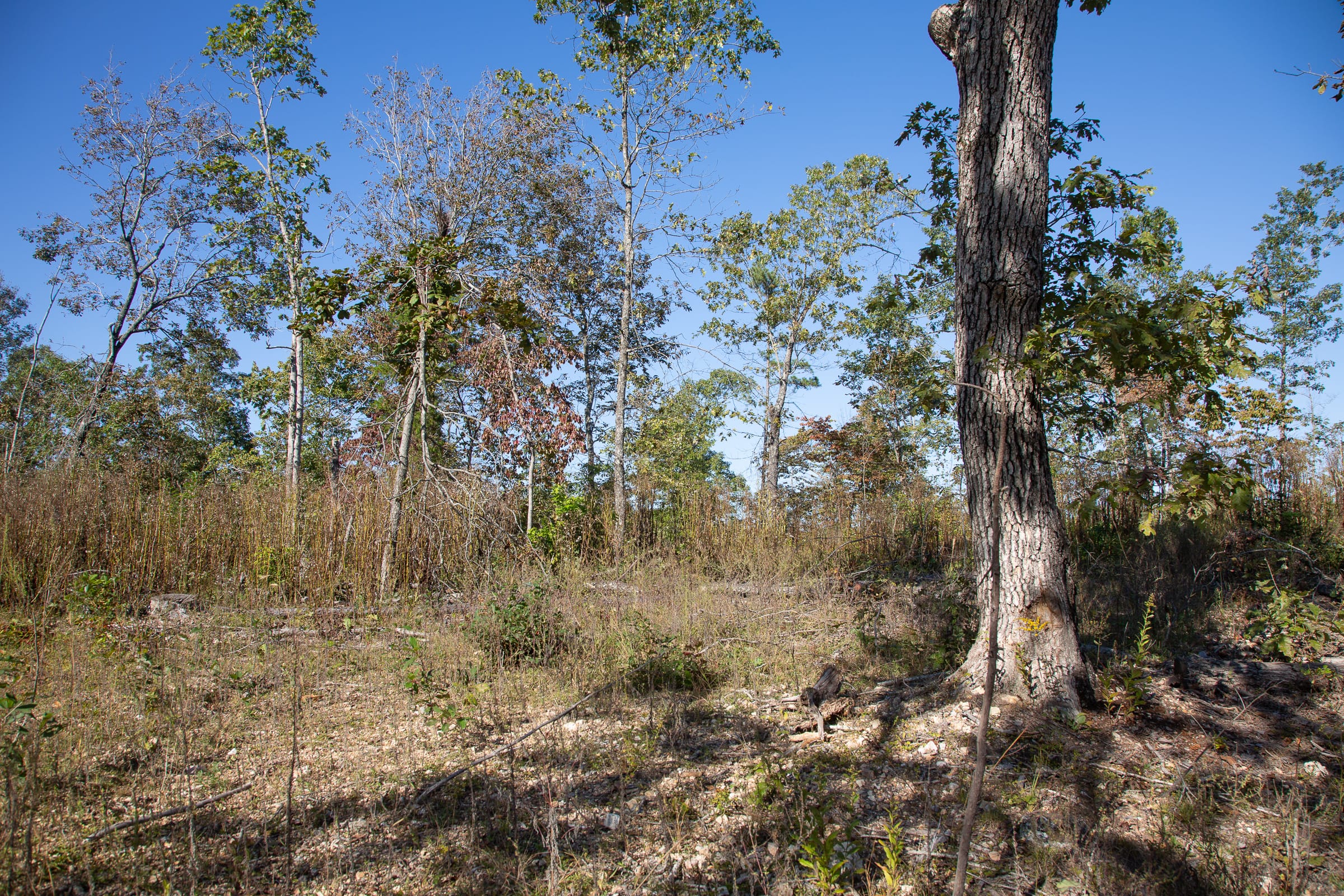 Borgmann’s Hollow Phase IV Tract 114 photo 12