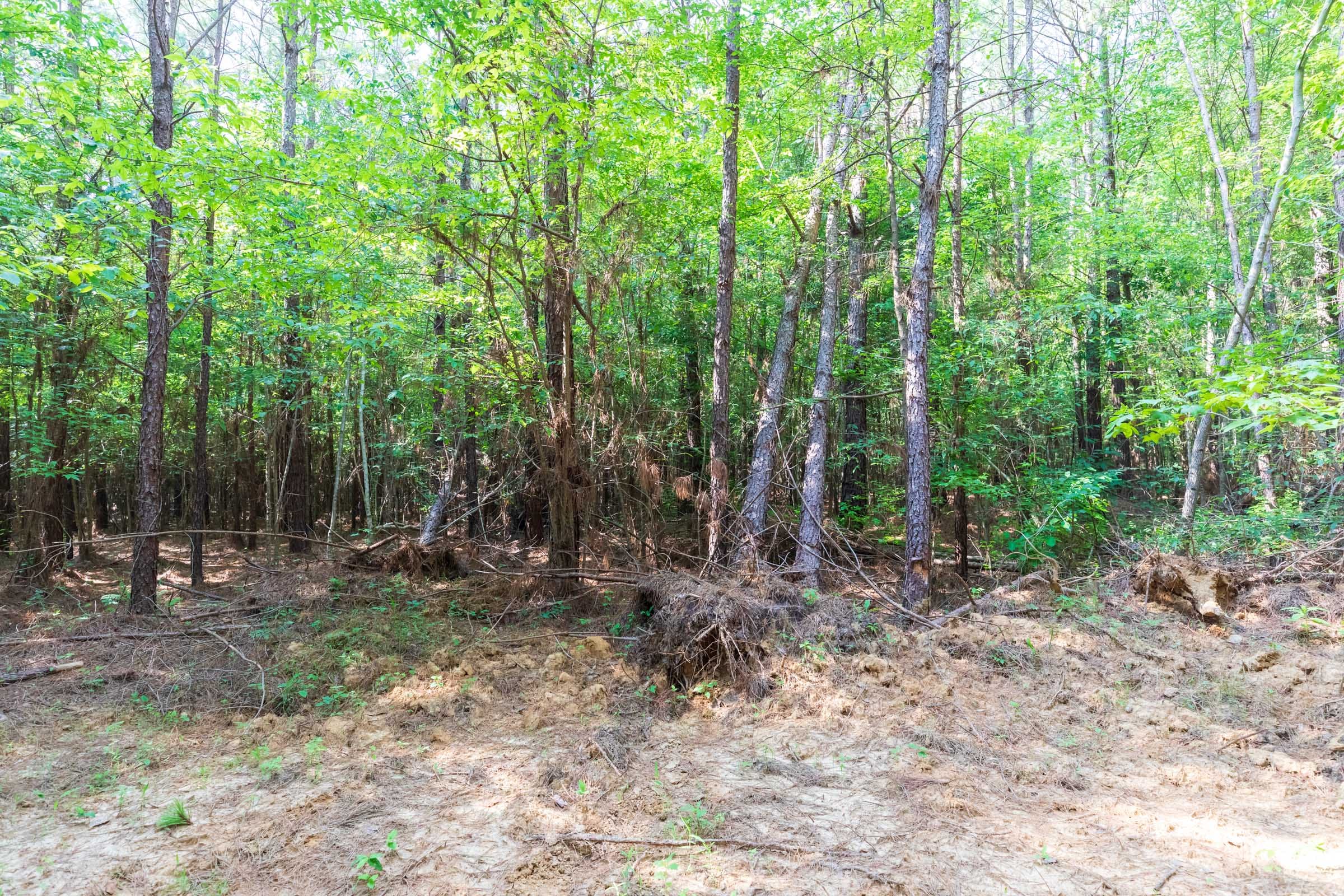 Whiskey Ridge Tract 109 photo 4