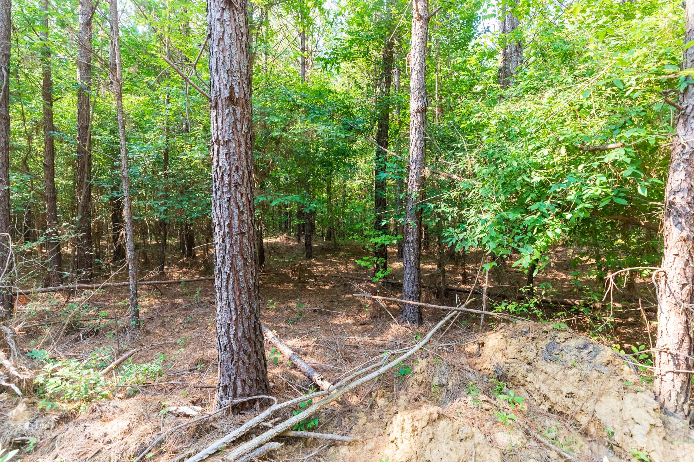 Whiskey Ridge Tract 109 photo 2