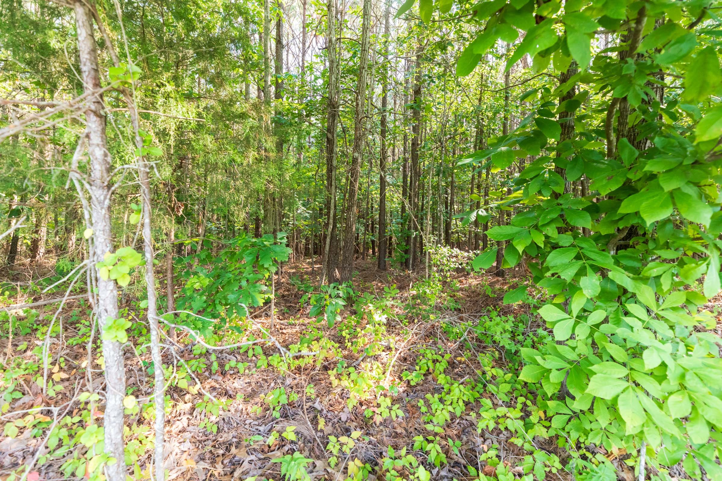 Whiskey Ridge Tract 109 photo 7