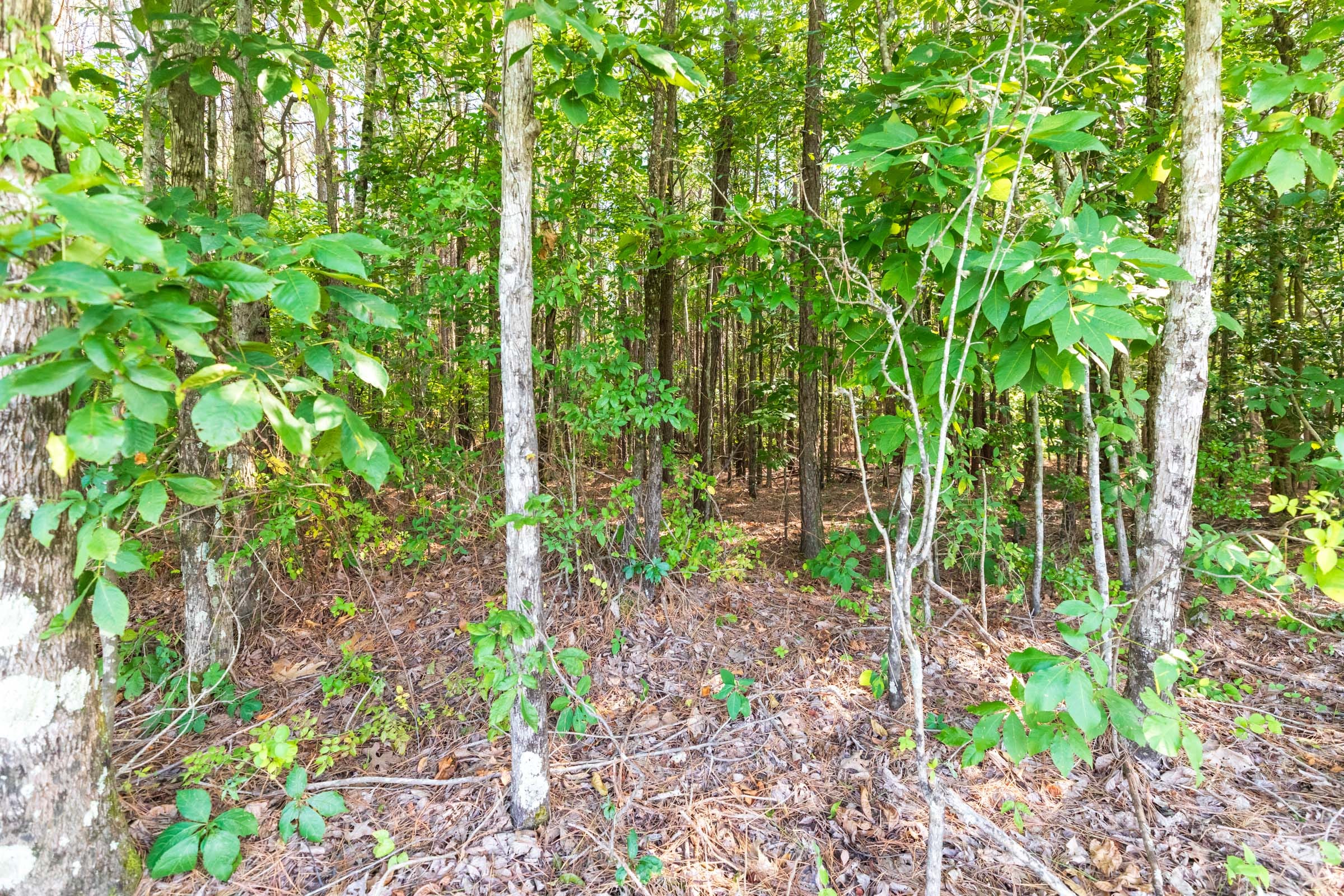 Whiskey Ridge Tract 109 photo 9