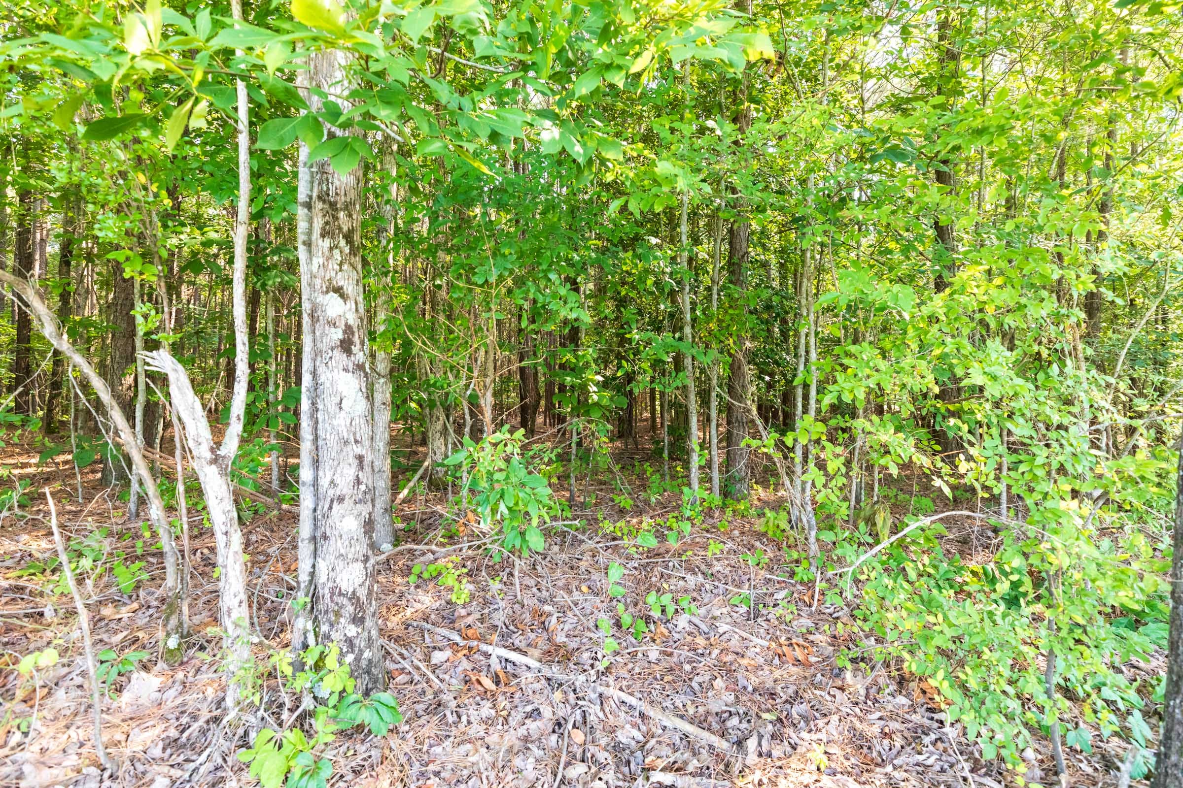 Whiskey Ridge Tract 109 photo 10