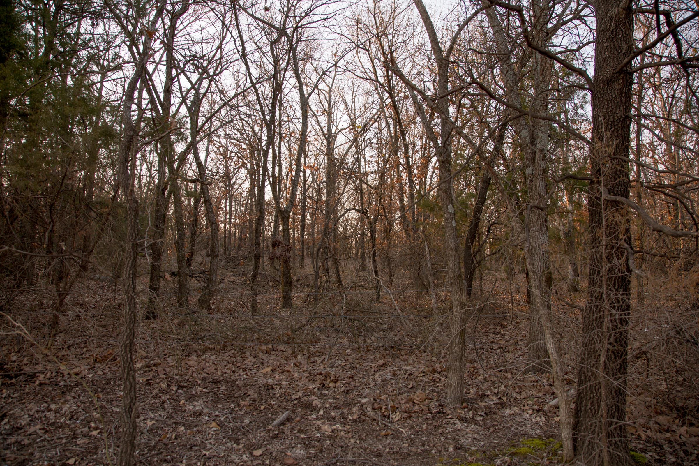Eufaula Cove Tract 14 photo 3
