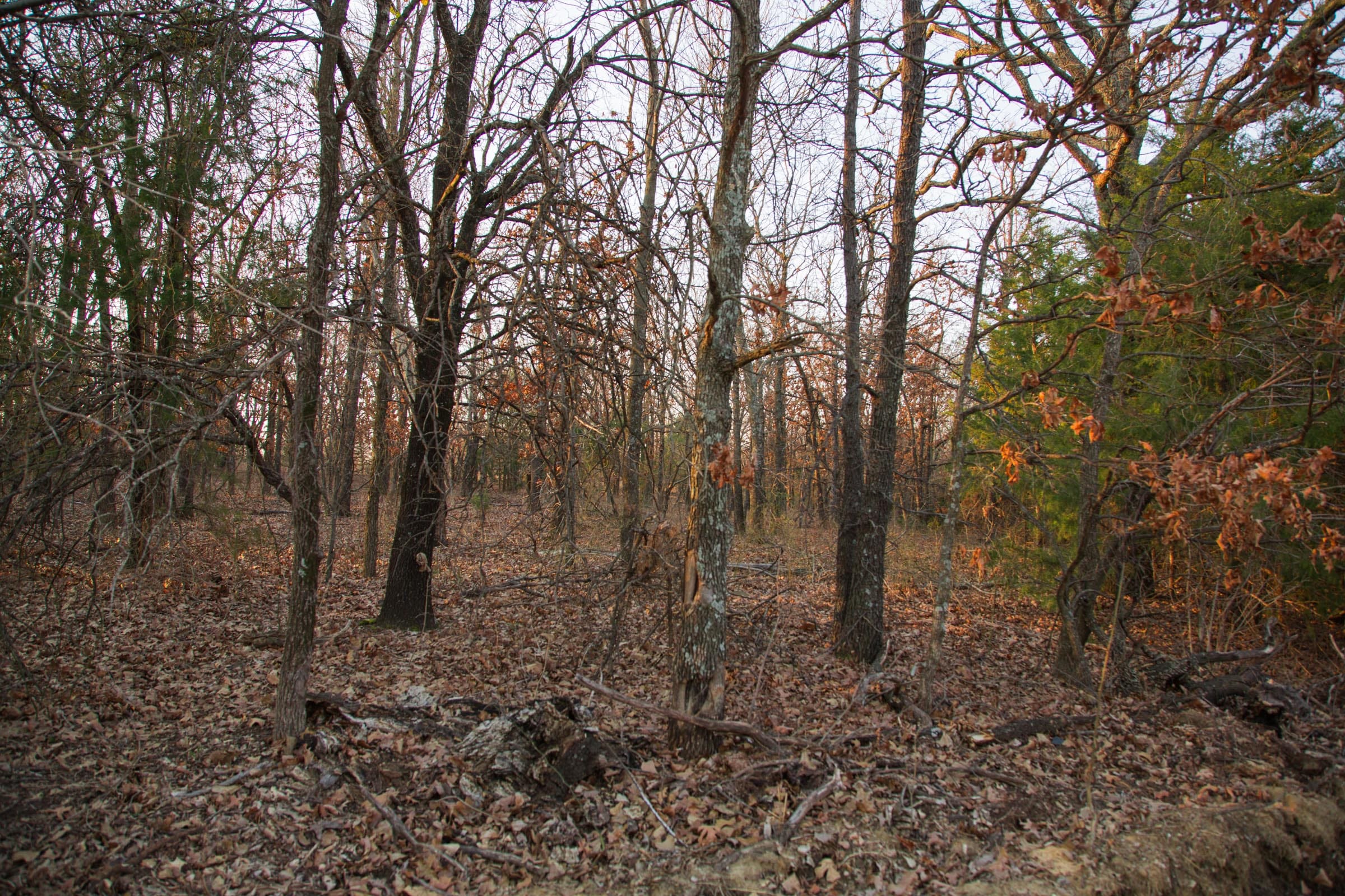 Eufaula Cove Tract 14 photo 4