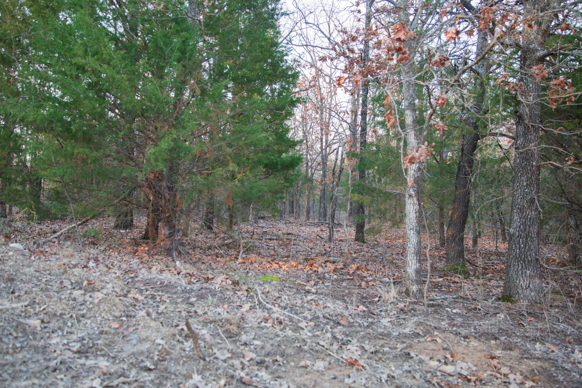Eufaula Cove Tract 14 photo 5